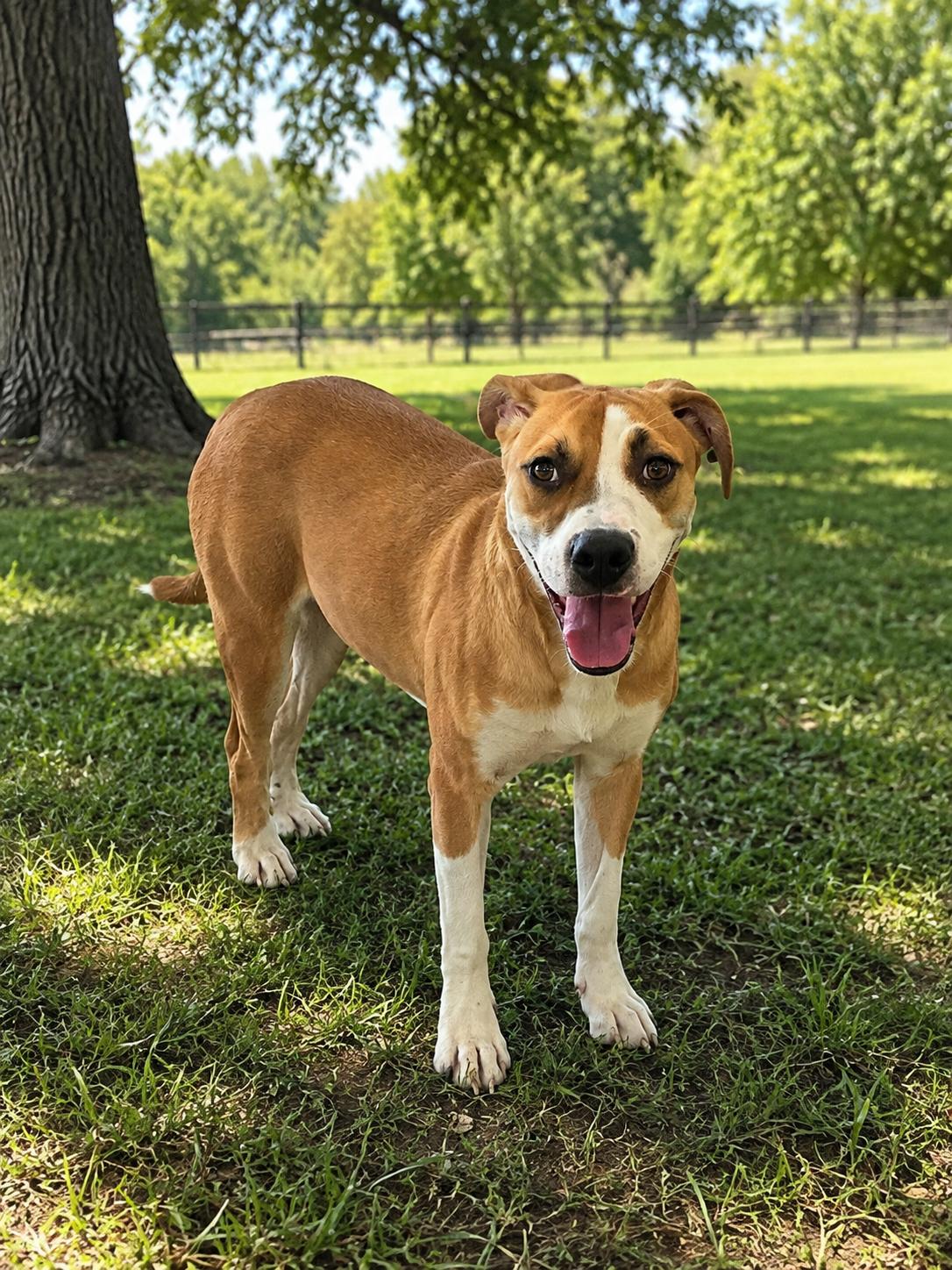 Enlarge Mei Mei, a Adoptable mixed breed in Mexia, TX image 1/1