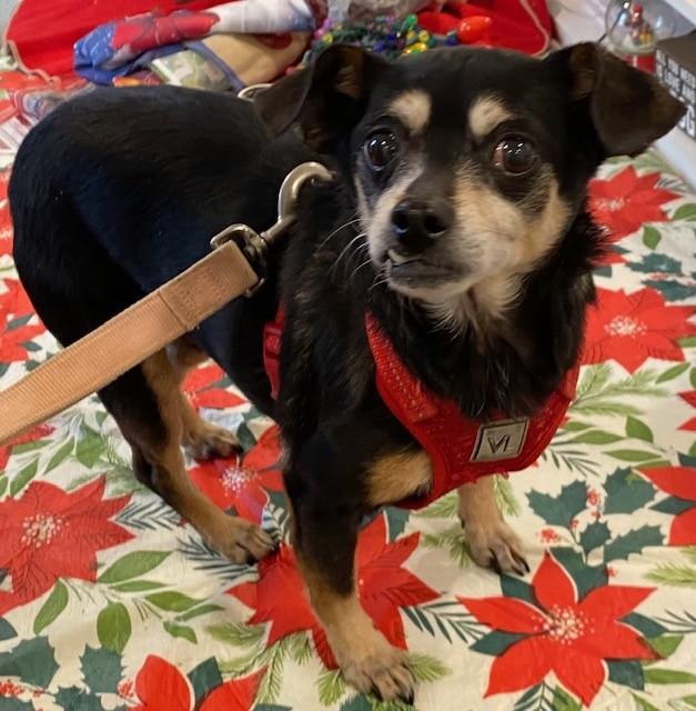 Little Richard, adopted, Adult Male Chihuahua.