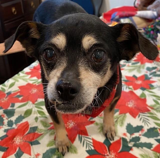 Enlarge Little Richard, an adopted mixed breed in Henrietta, TX image 2/2