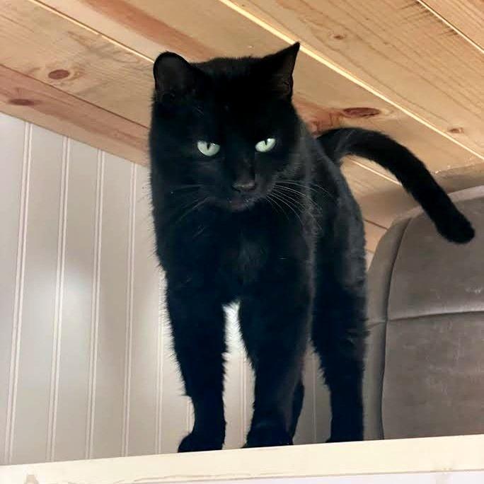 Candy, Adoptable, Young Female Domestic Short Hair.