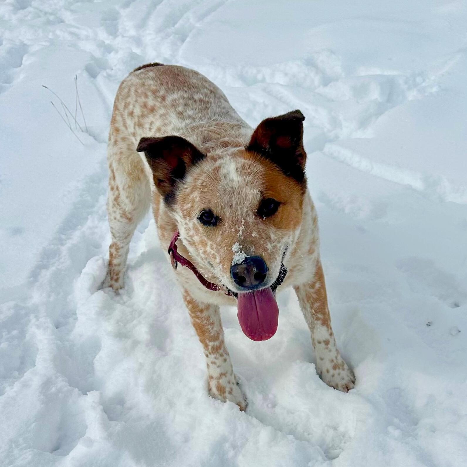 Enlarge Clutch, a hold Australian Cattle Dog / Blue Heeler in Ridgway, CO image 5/6