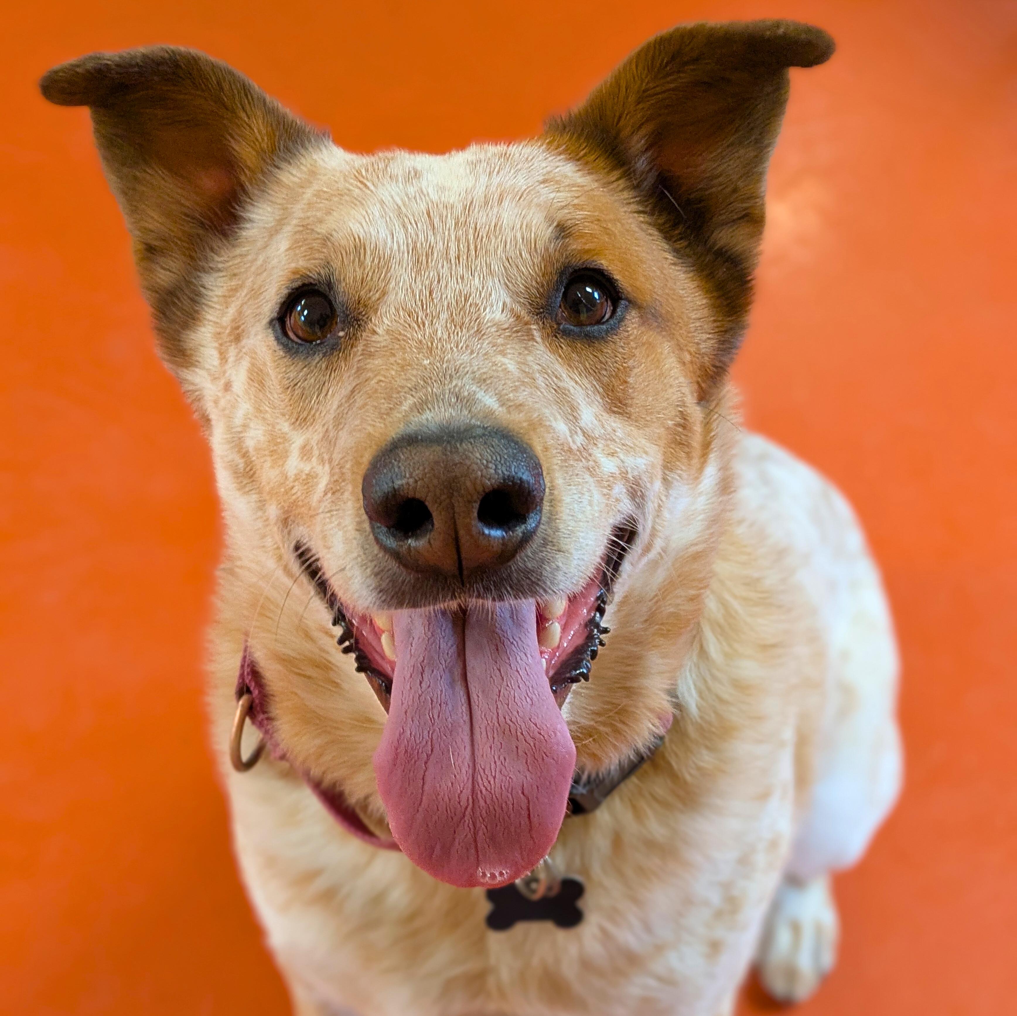 Enlarge Clutch, a hold Australian Cattle Dog / Blue Heeler in Ridgway, CO image 2/6