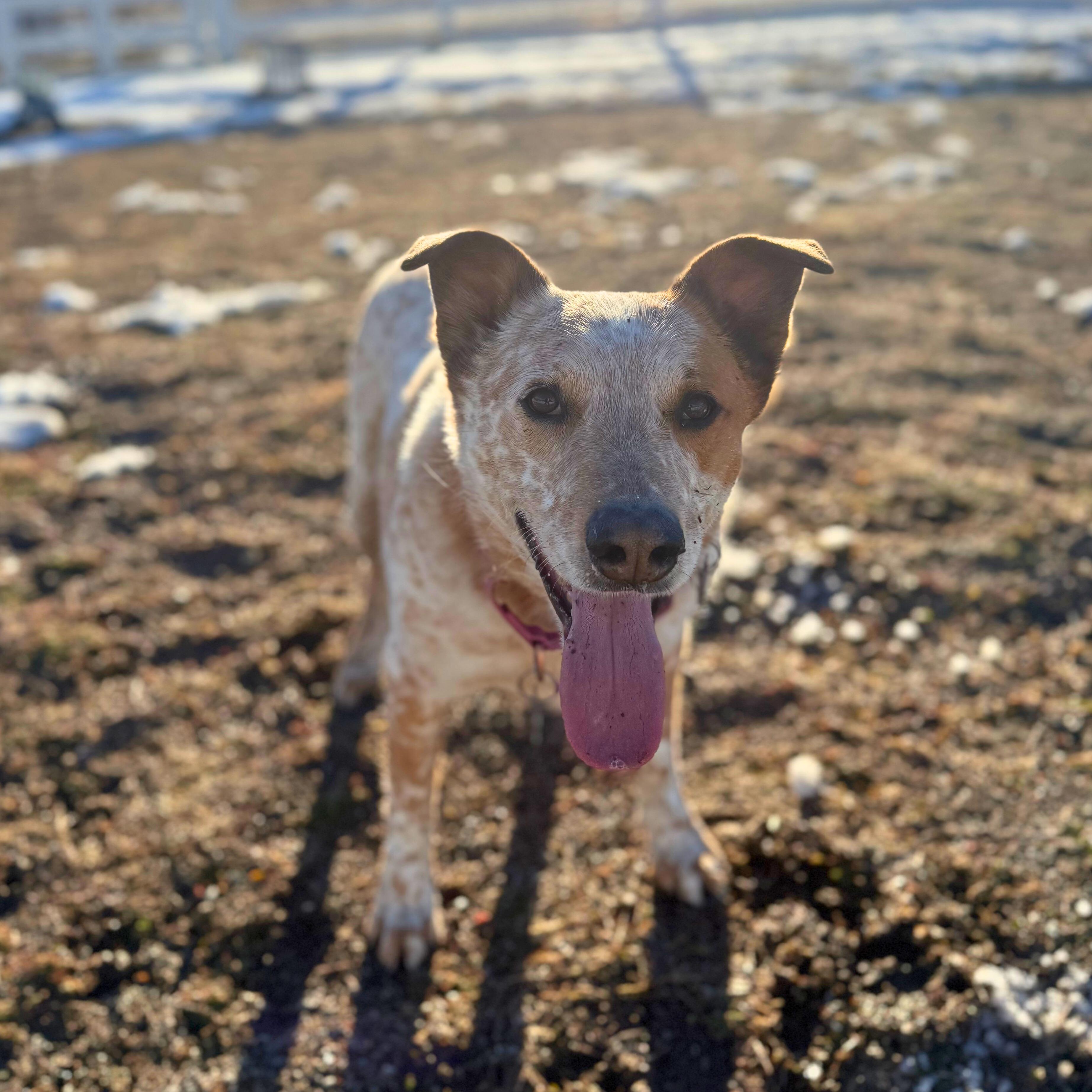 Enlarge Clutch, a hold Australian Cattle Dog / Blue Heeler in Ridgway, CO image 3/6