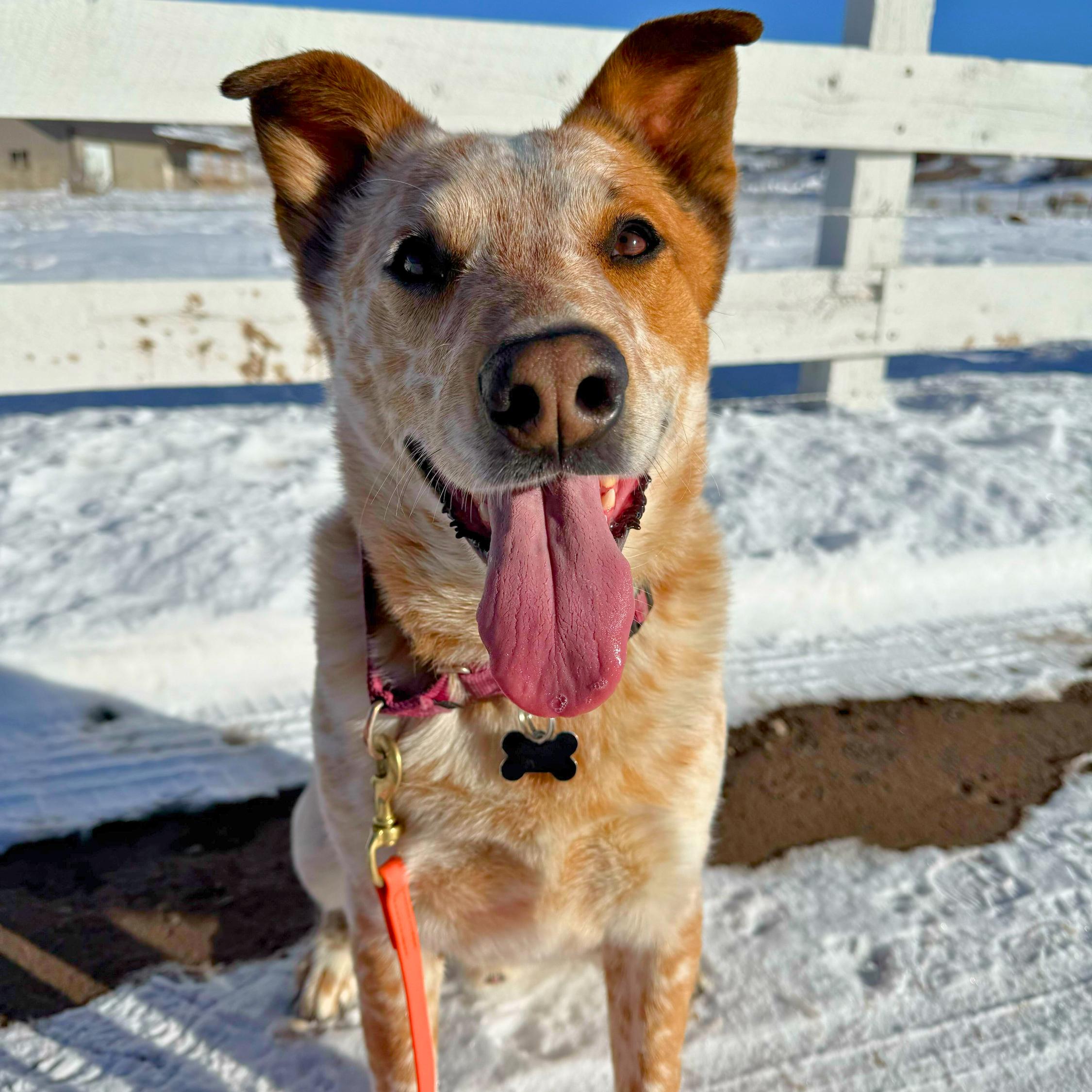 Enlarge Clutch, a hold Australian Cattle Dog / Blue Heeler in Ridgway, CO image 1/6