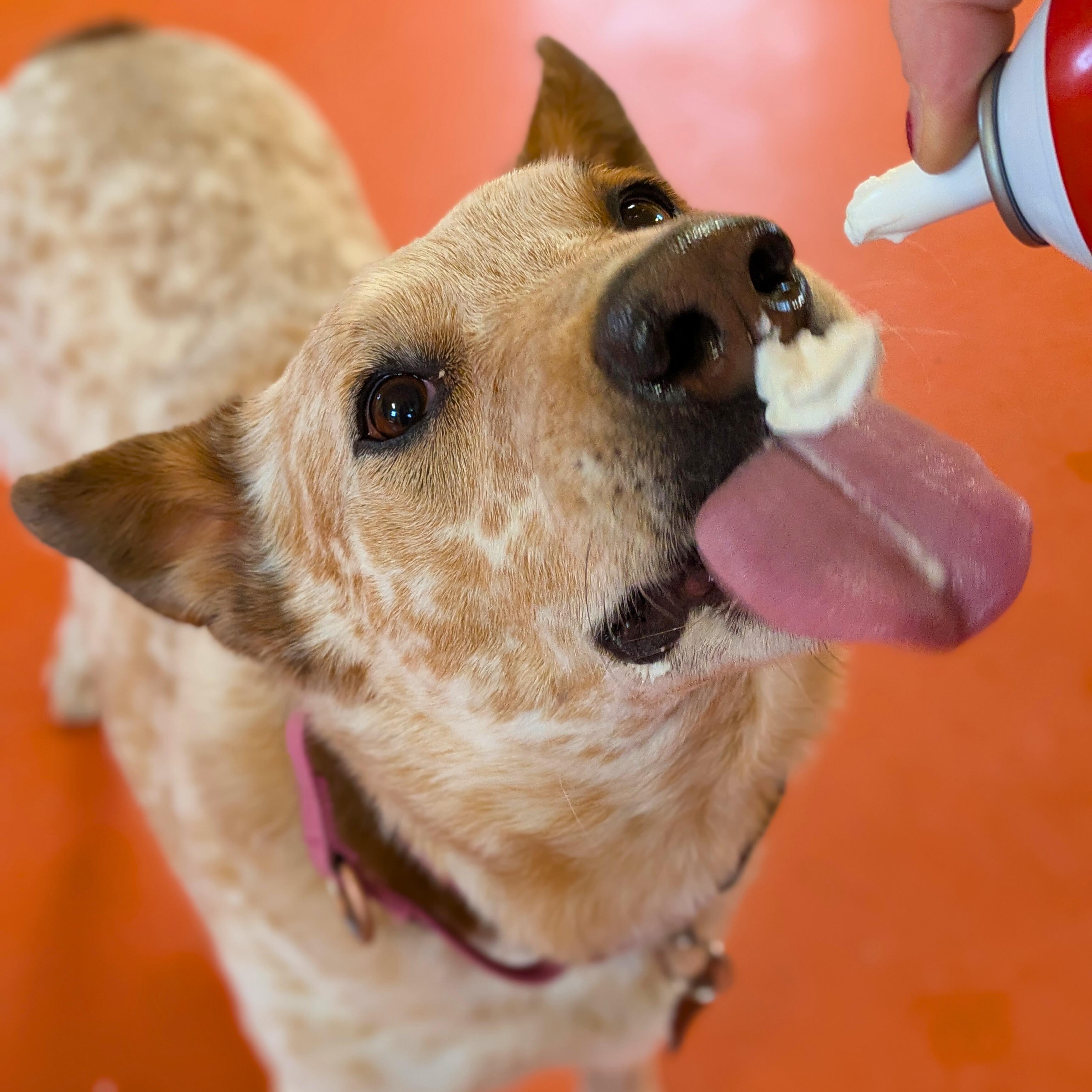 Enlarge Clutch, a hold Australian Cattle Dog / Blue Heeler in Ridgway, CO image 4/6
