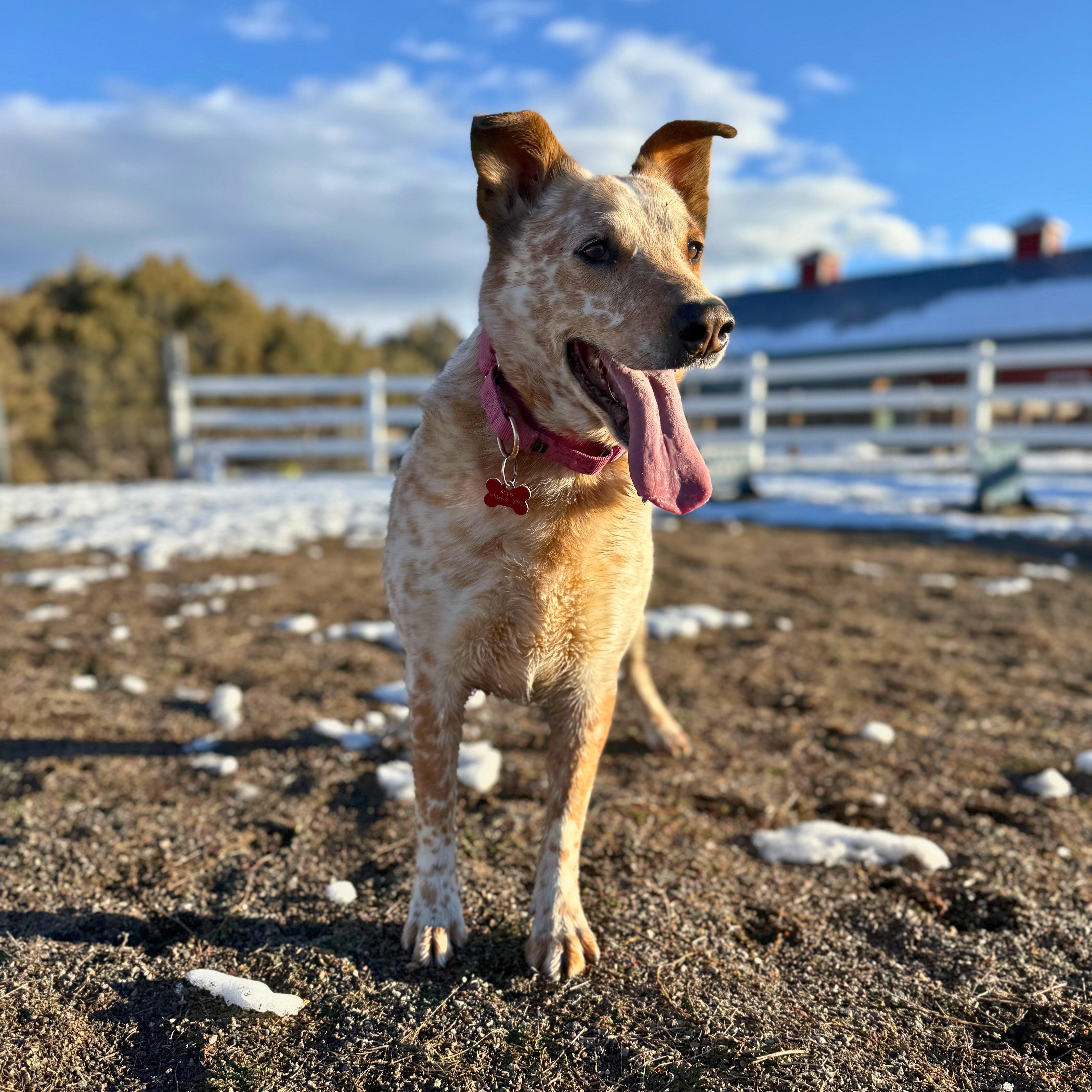 Enlarge Clutch, a hold Australian Cattle Dog / Blue Heeler in Ridgway, CO image 6/6
