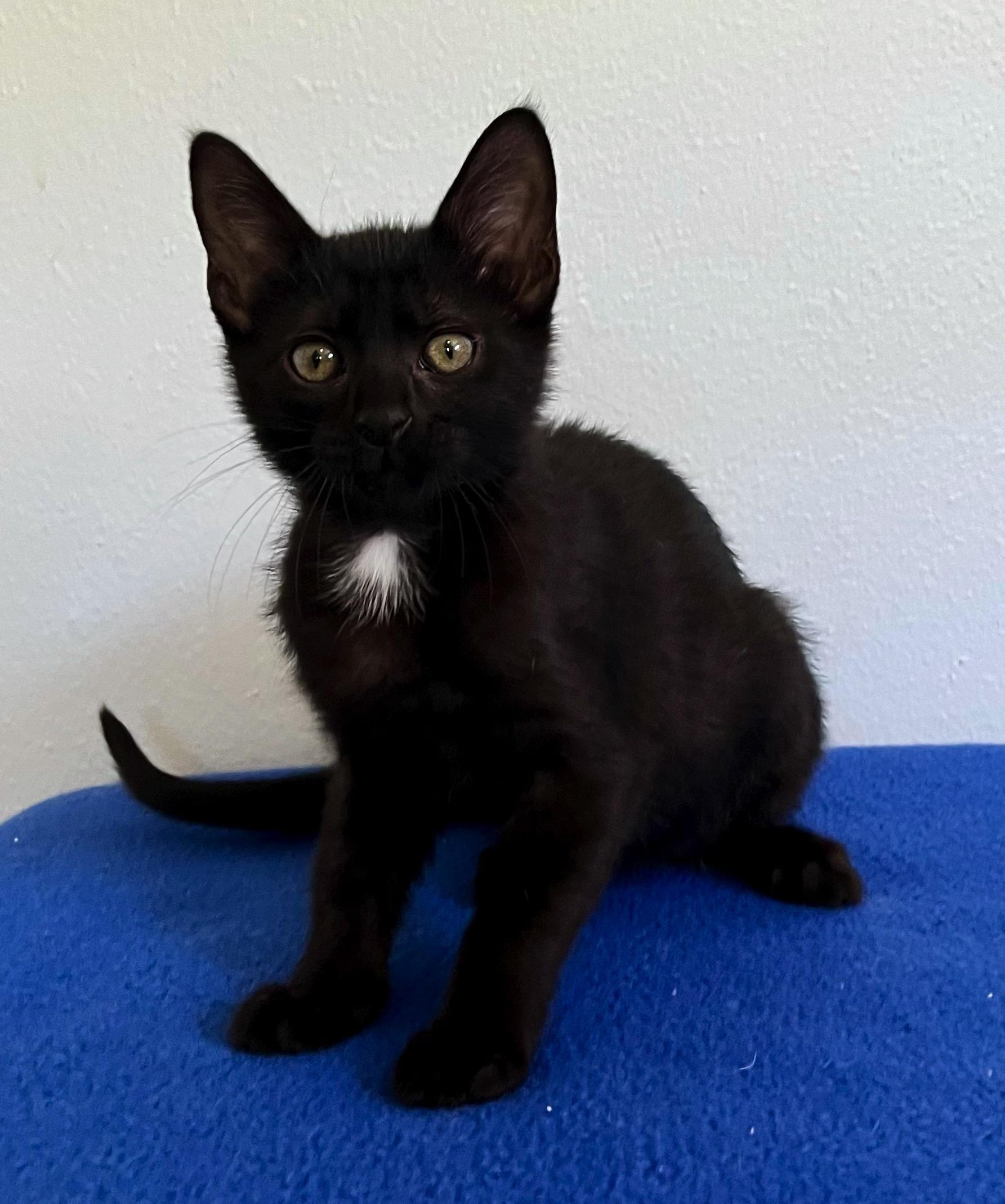 Romeo, a Adoptable mixed breed image 1/2