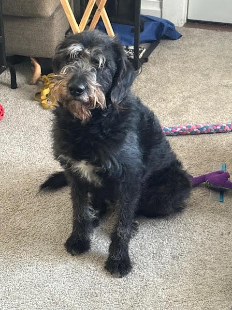 Enlarge Honda , a ADOPTABLE mixed breed in Richmond, VA image 1/3