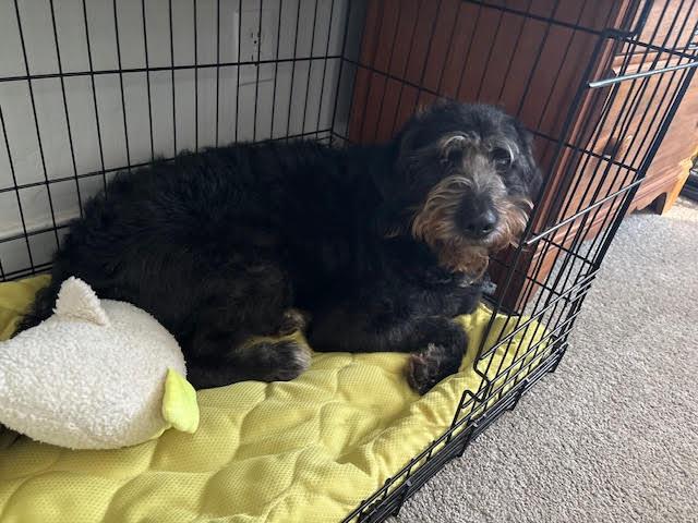 Enlarge Honda , a ADOPTABLE mixed breed in Richmond, VA image 2/3