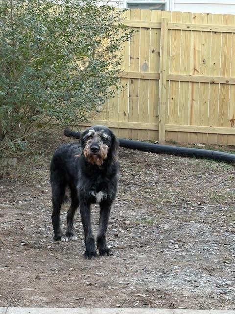 Enlarge Honda , a ADOPTABLE mixed breed in Richmond, VA image 3/3