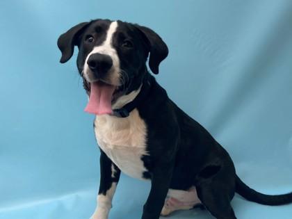 Enlarge Verdugo, a Adoptable mixed breed in Coon Rapids, MN image 2/3