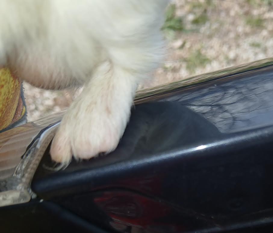 Crisp and Cobbler, a Adoptable Short-Haired in Dearborn, MO image 2/5