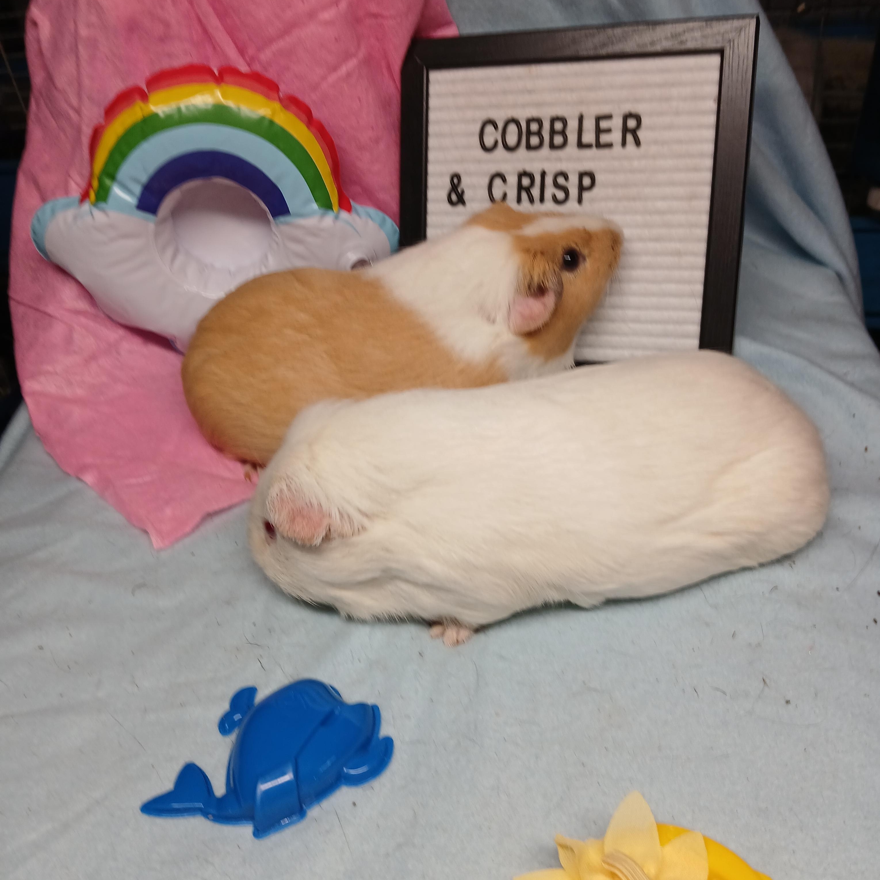 Crisp and Cobbler, a Adoptable Short-Haired in Dearborn, MO image 3/5