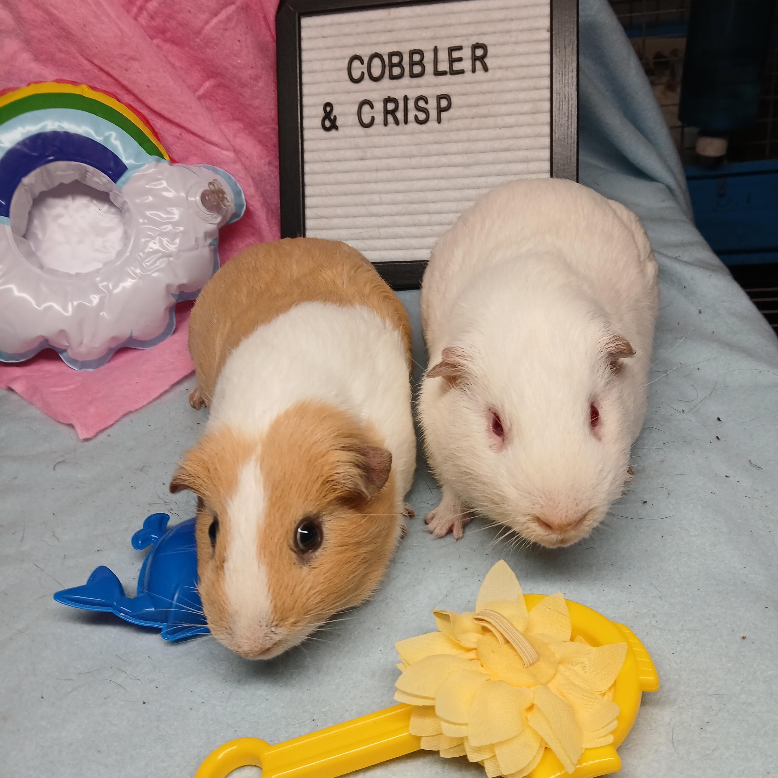 Crisp and Cobbler, a Adoptable Short-Haired in Dearborn, MO image 1/5