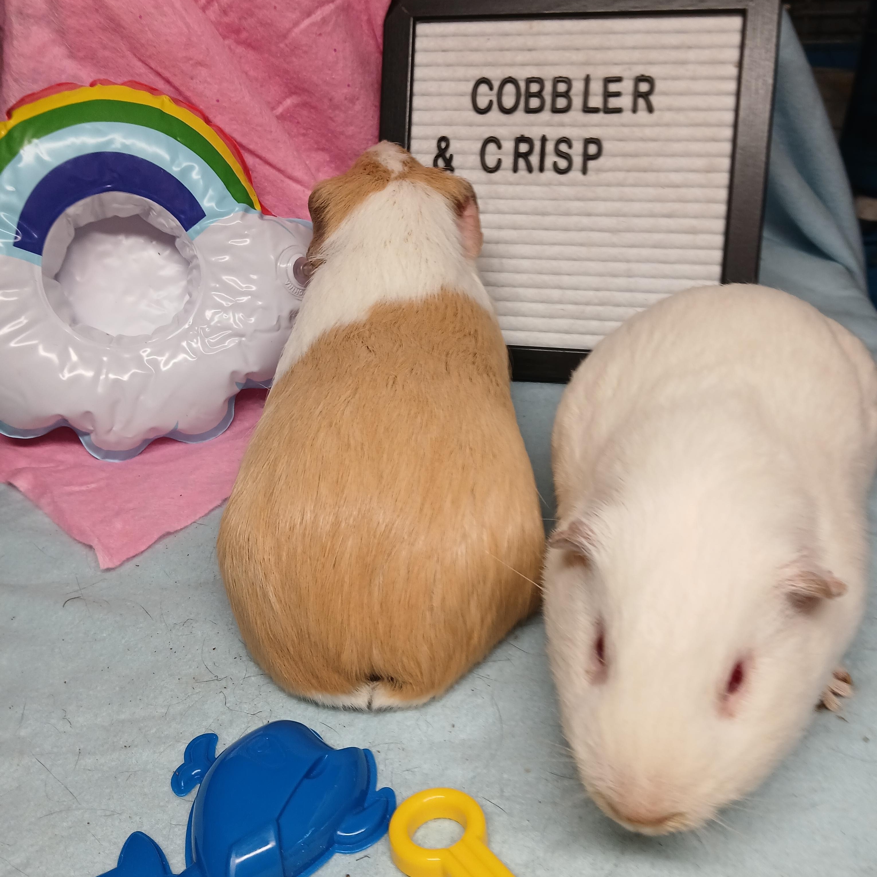 Crisp and Cobbler, a Adoptable Short-Haired in Dearborn, MO image 4/5