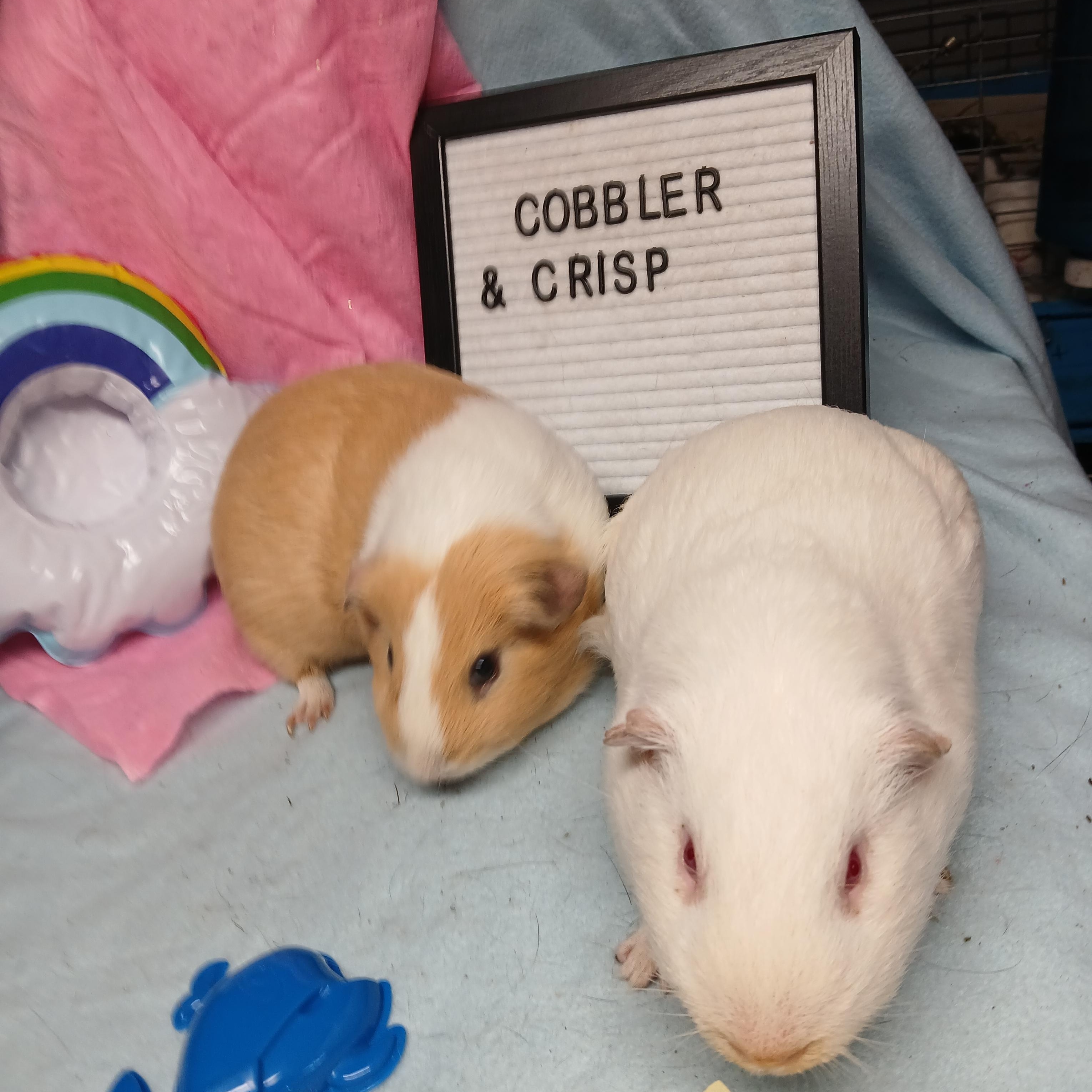 Crisp and Cobbler, Adoptable, Adult Male Short-Haired.