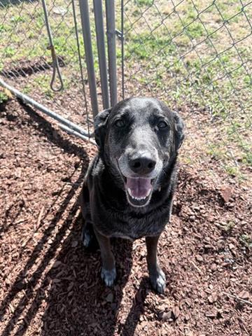 RAWLEY, Adoptable, Adult Male Labrador Retriever & Mixed Breed.