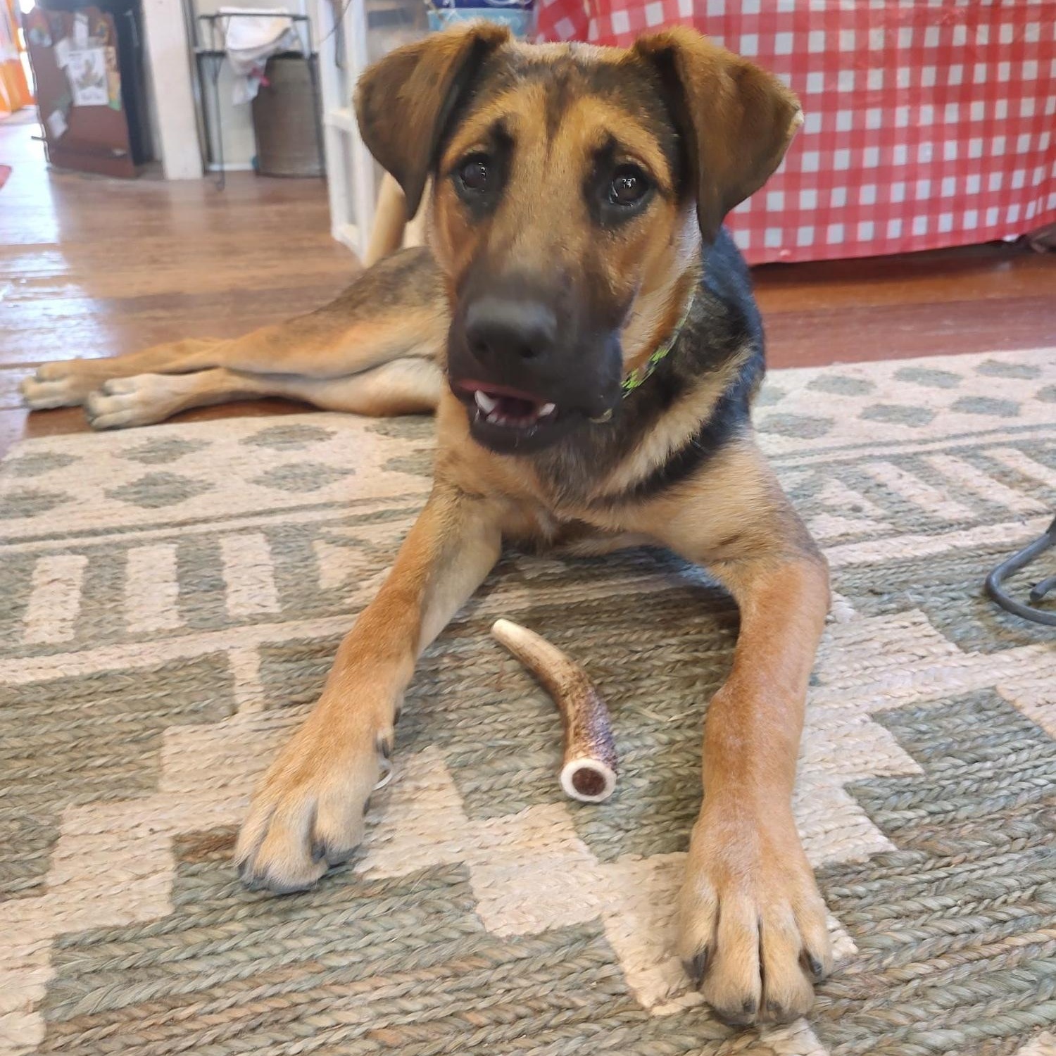 Summer, Adopted, Young Female Boxer & German Shepherd Dog.