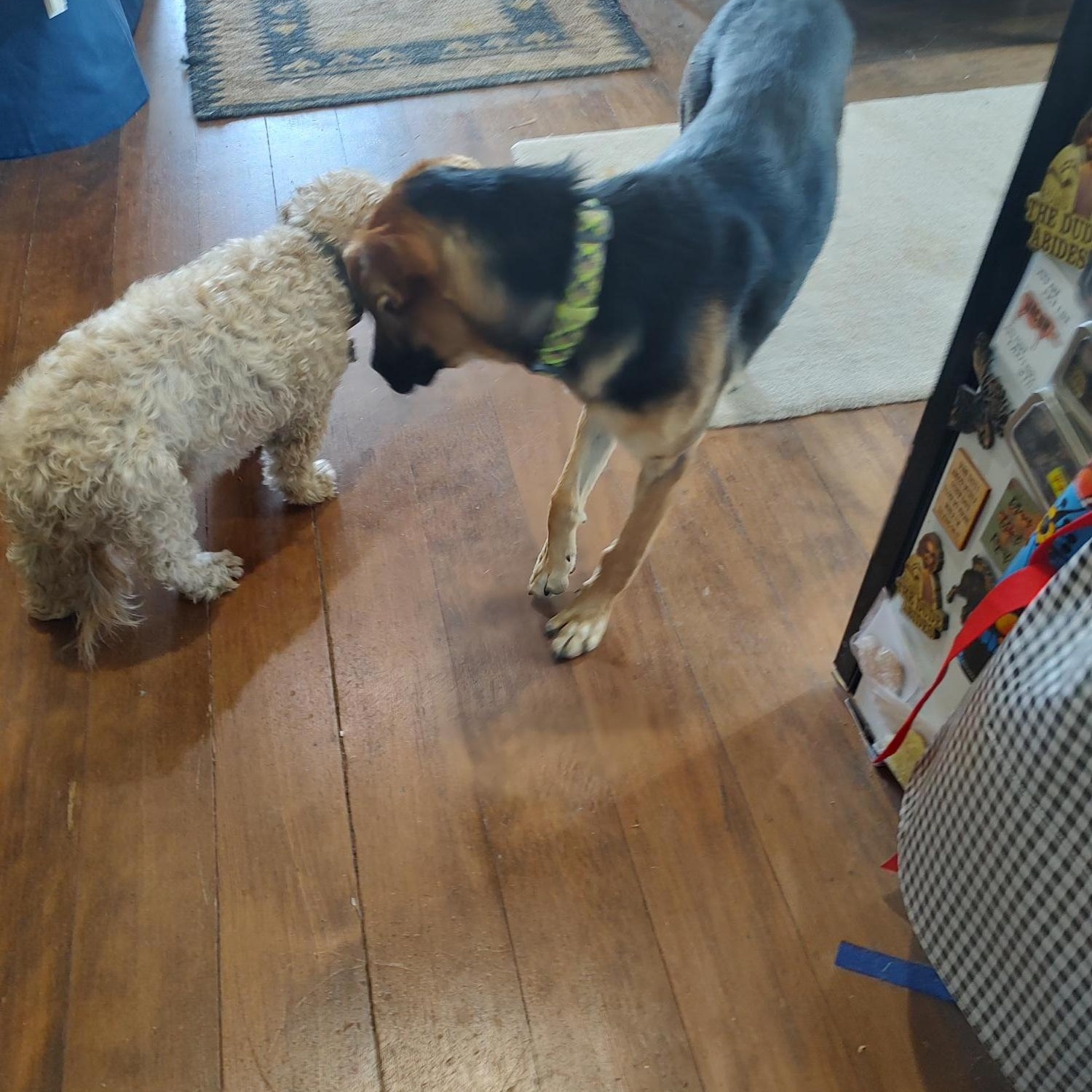 Summer, a Adopted mixed breed in Hollister, CA image 2/5