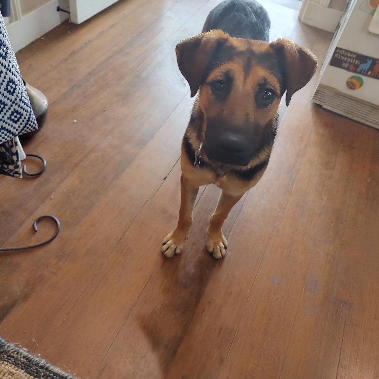 Summer, a Adopted mixed breed in Hollister, CA image 4/5