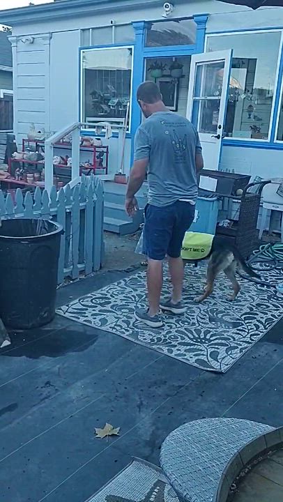 Enlarge Summer, a Adopted mixed breed in Hollister, CA video 5/5