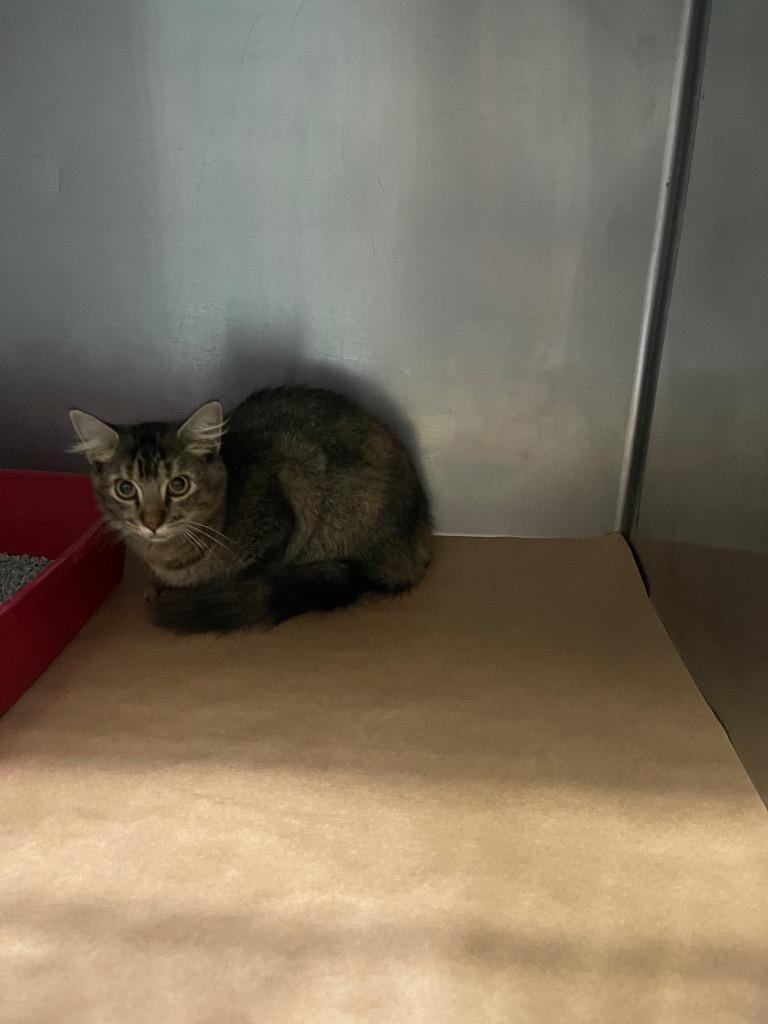 JoLee, Adoptable, Young Female Domestic Short Hair.