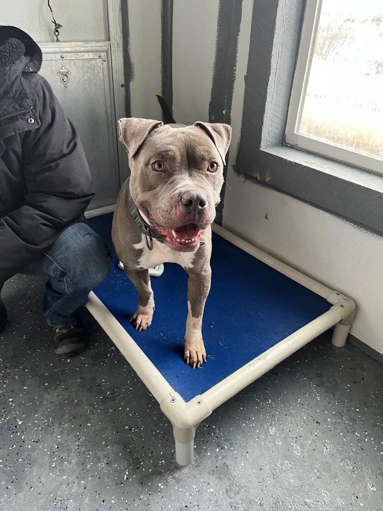 Enlarge Bali, a ADOPTABLE Pit Bull Terrier in Polson, MT image 1/1