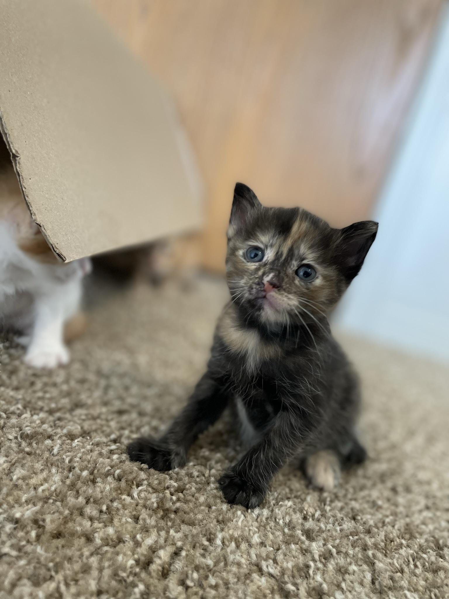 Enlarge Torti, a Adopted mixed breed in Springfield, MO image 1/1