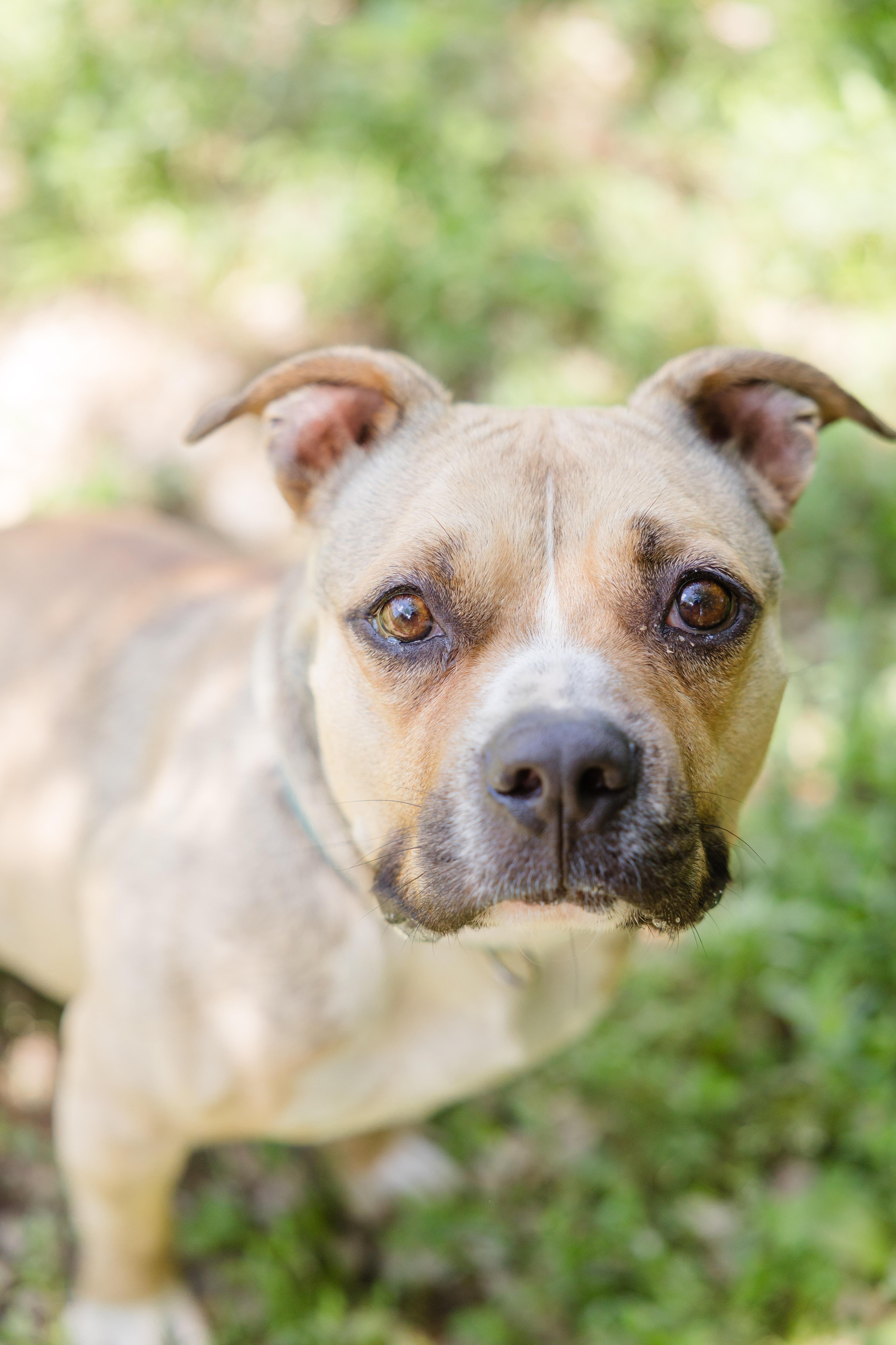 Enlarge Henshaw, a Adoptable mixed breed image 1/3