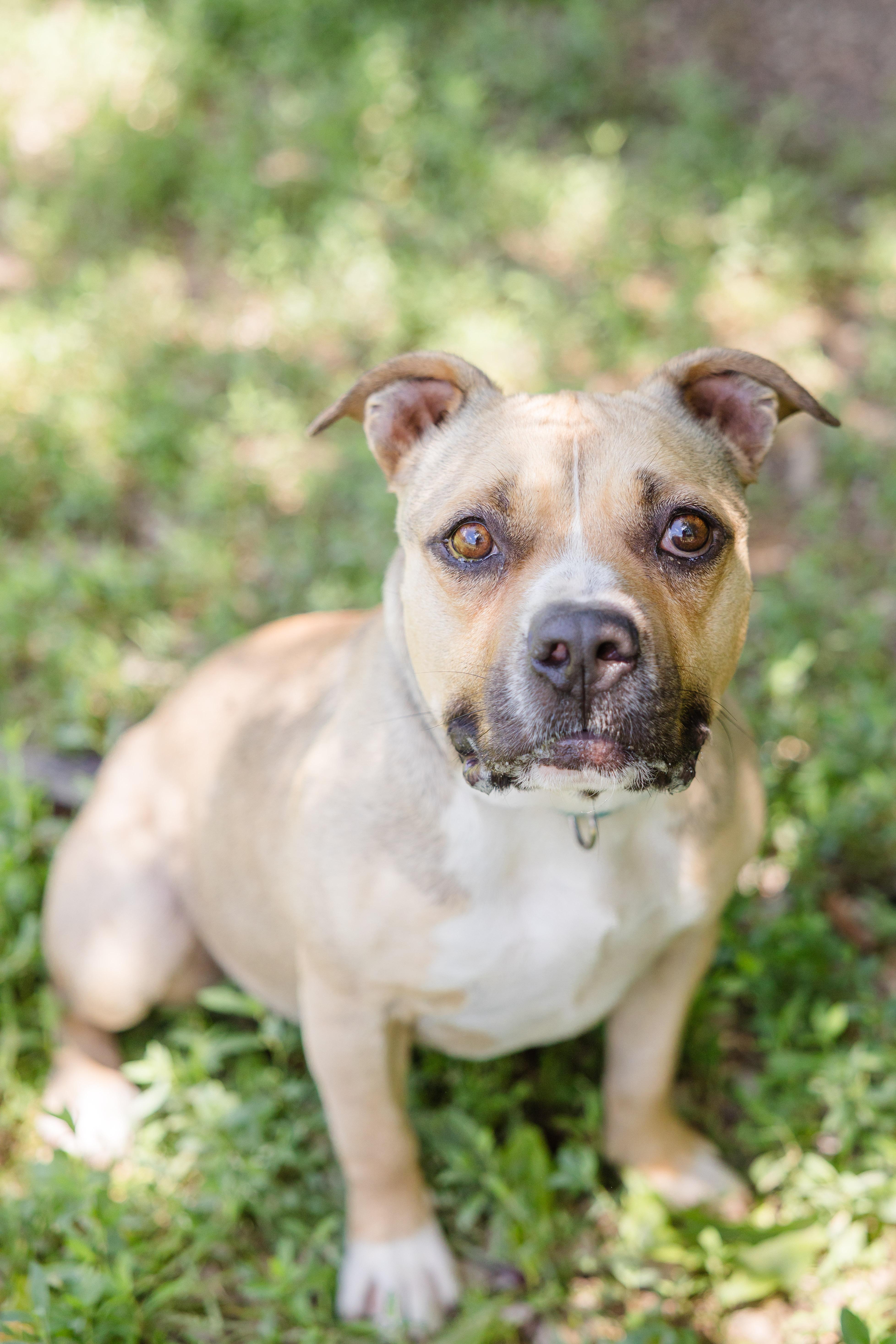 Enlarge Henshaw, a Adoptable mixed breed image 2/3