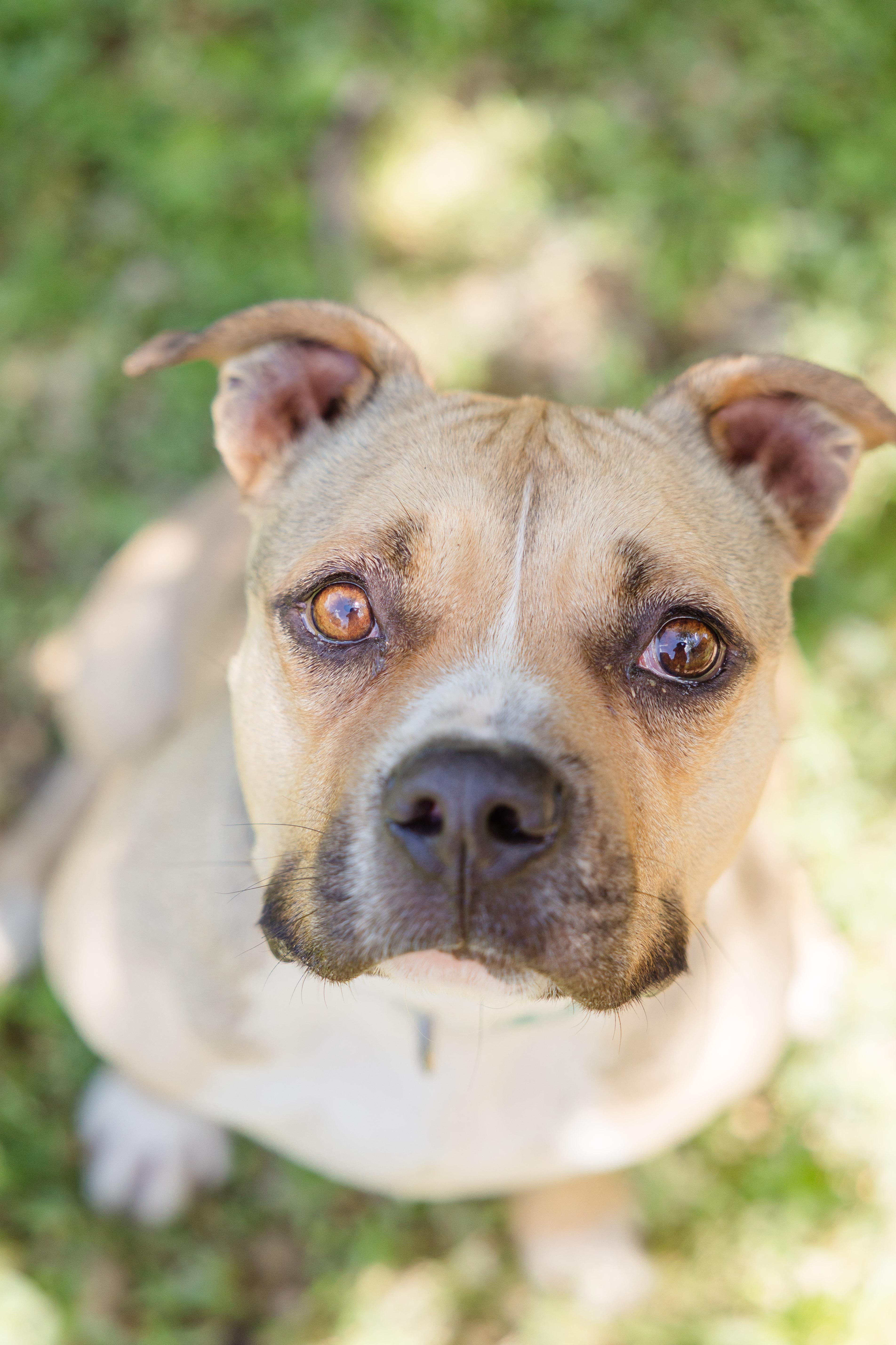 Enlarge Henshaw, a Adoptable mixed breed image 3/3