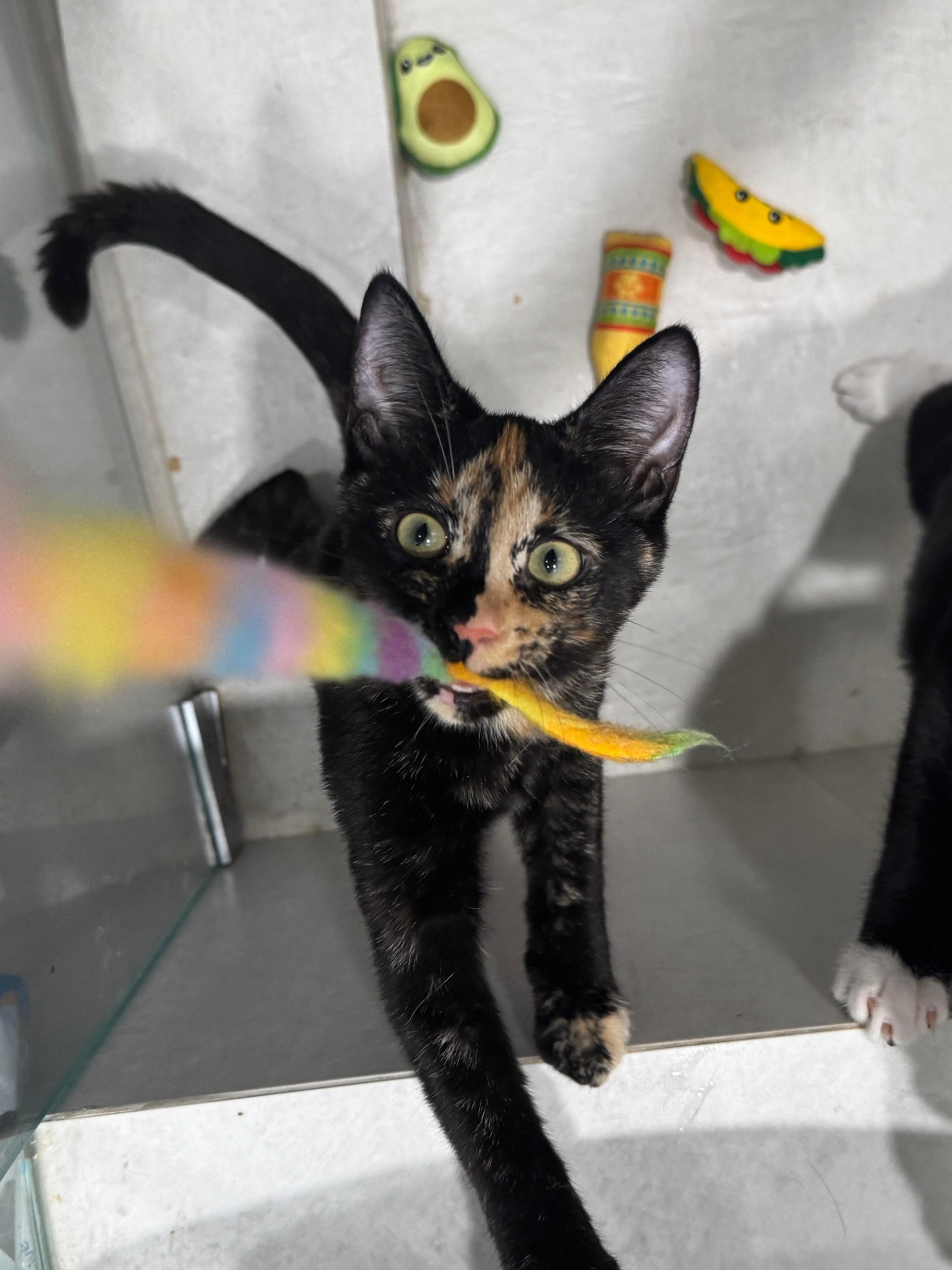 Cali, Adoptable, Kitten Female Tortoiseshell.
