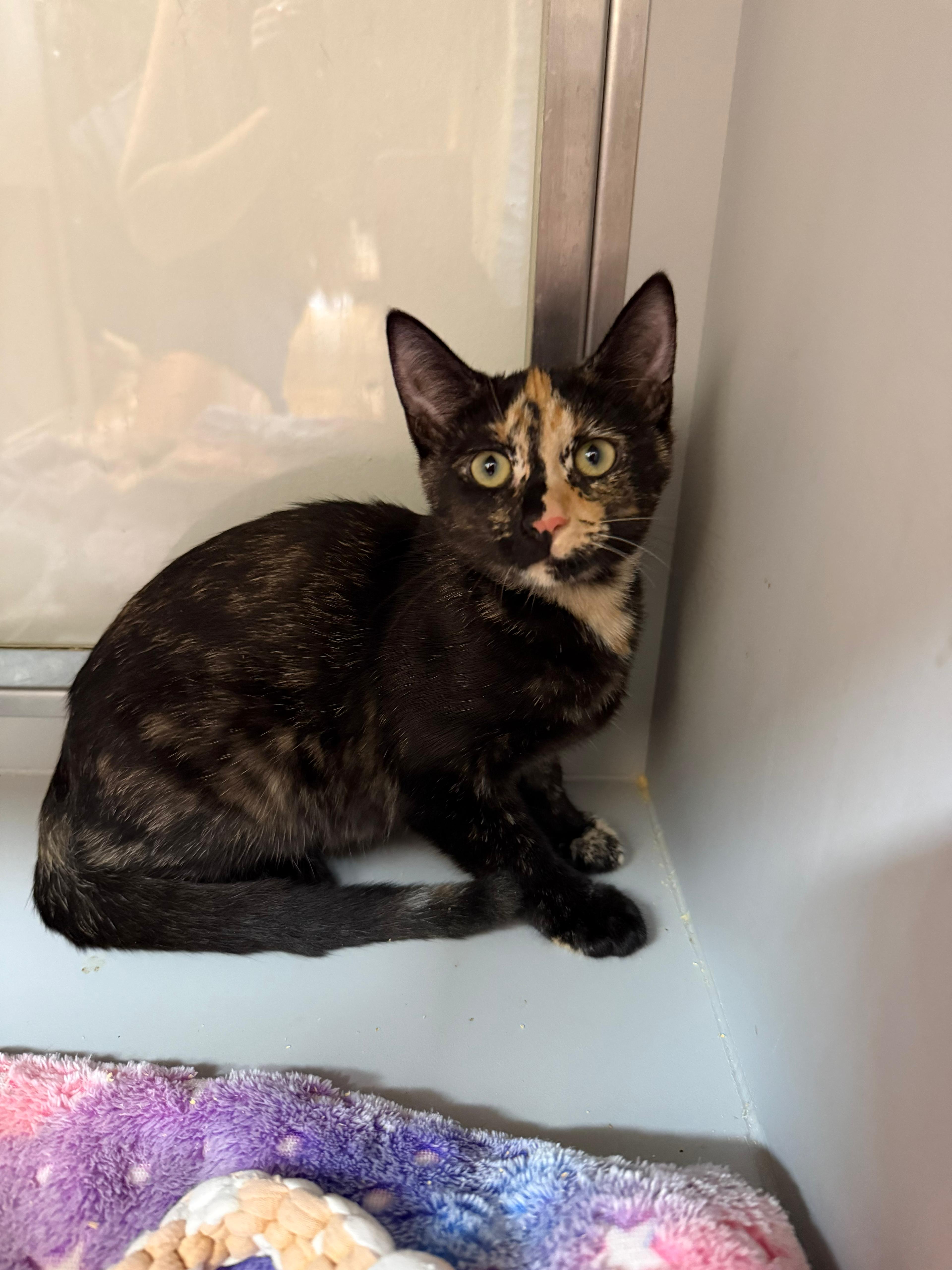 Cali, a Adoptable Tortoiseshell in Miami Beach, FL image 2/6