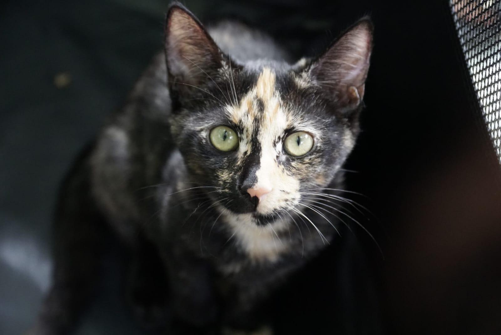 Cali, a Adoptable Tortoiseshell in Miami Beach, FL image 4/6