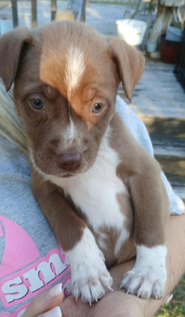 Enlarge MOCHA, a Adoptable mixed breed in Florence, SC image 1/1