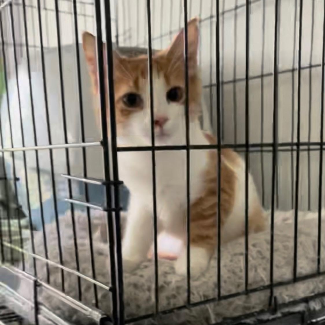 Ron , adopted, Young Male Domestic Short Hair.