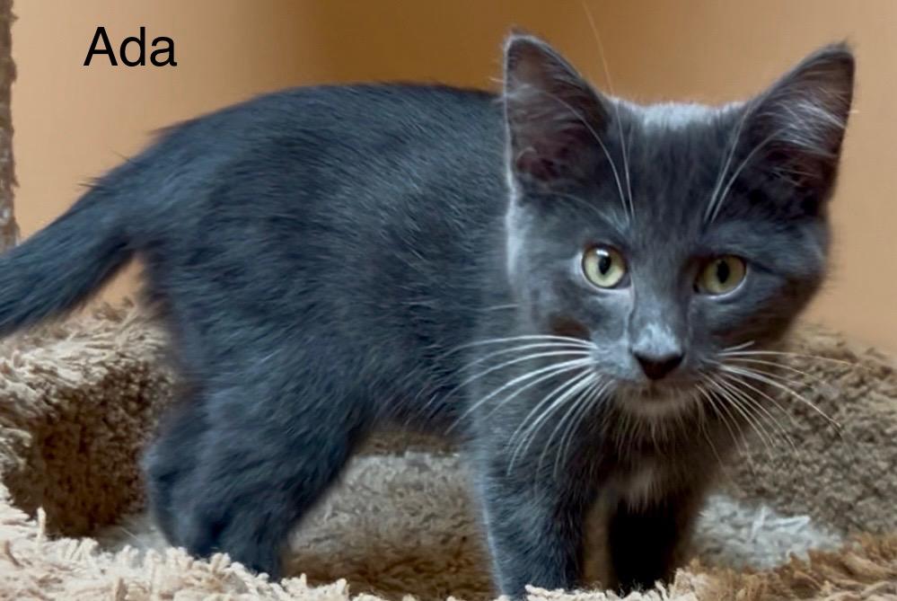 Ada, a Adoptable Domestic Short Hair in Stevensville, MI image 3/4