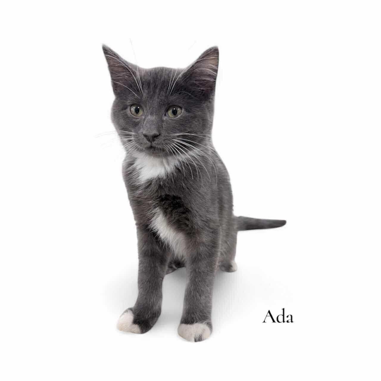 Ada, a Adoptable Domestic Short Hair in Stevensville, MI image 2/4