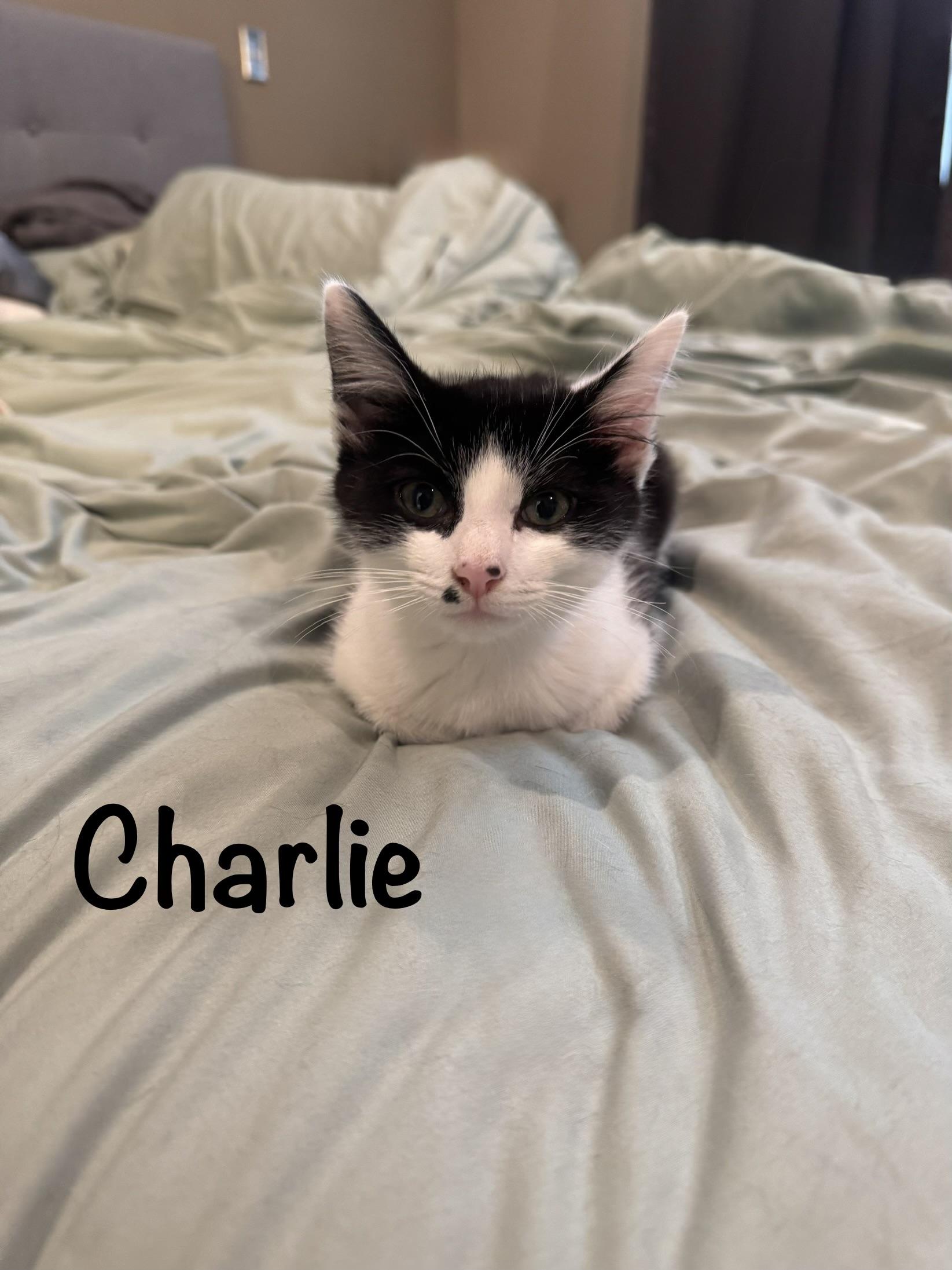 Enlarge Charlie & Max - 3 MONTHS - DOUBLE THE TROUBLE, DOUBLE THE LOVE, a ADOPTABLE American Shorthair in Bristow, VA image 2/5