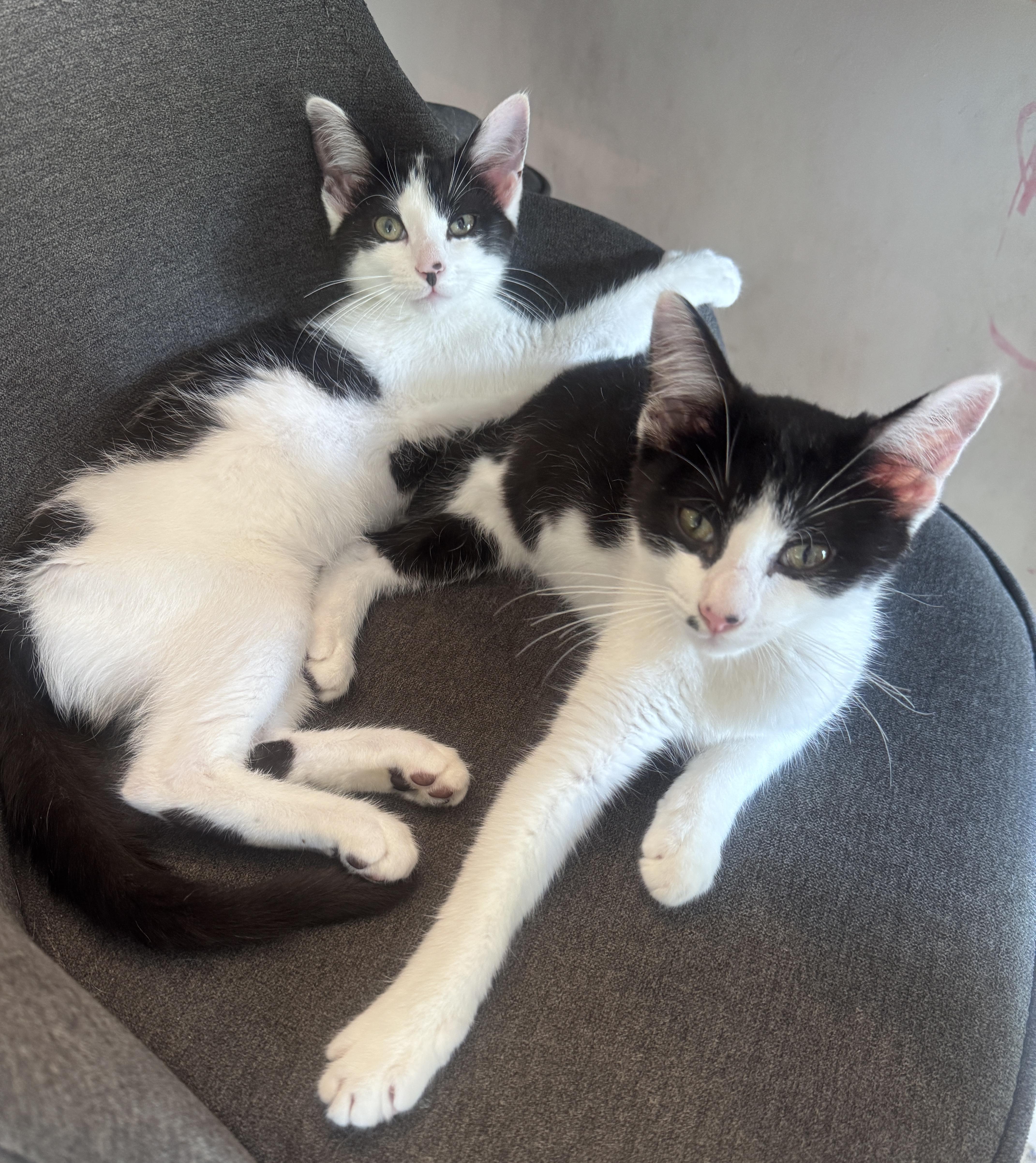 Charlie & Max - 3 MONTHS - DOUBLE THE TROUBLE, DOUBLE THE LOVE, ADOPTABLE, Young Male American Shorthair.