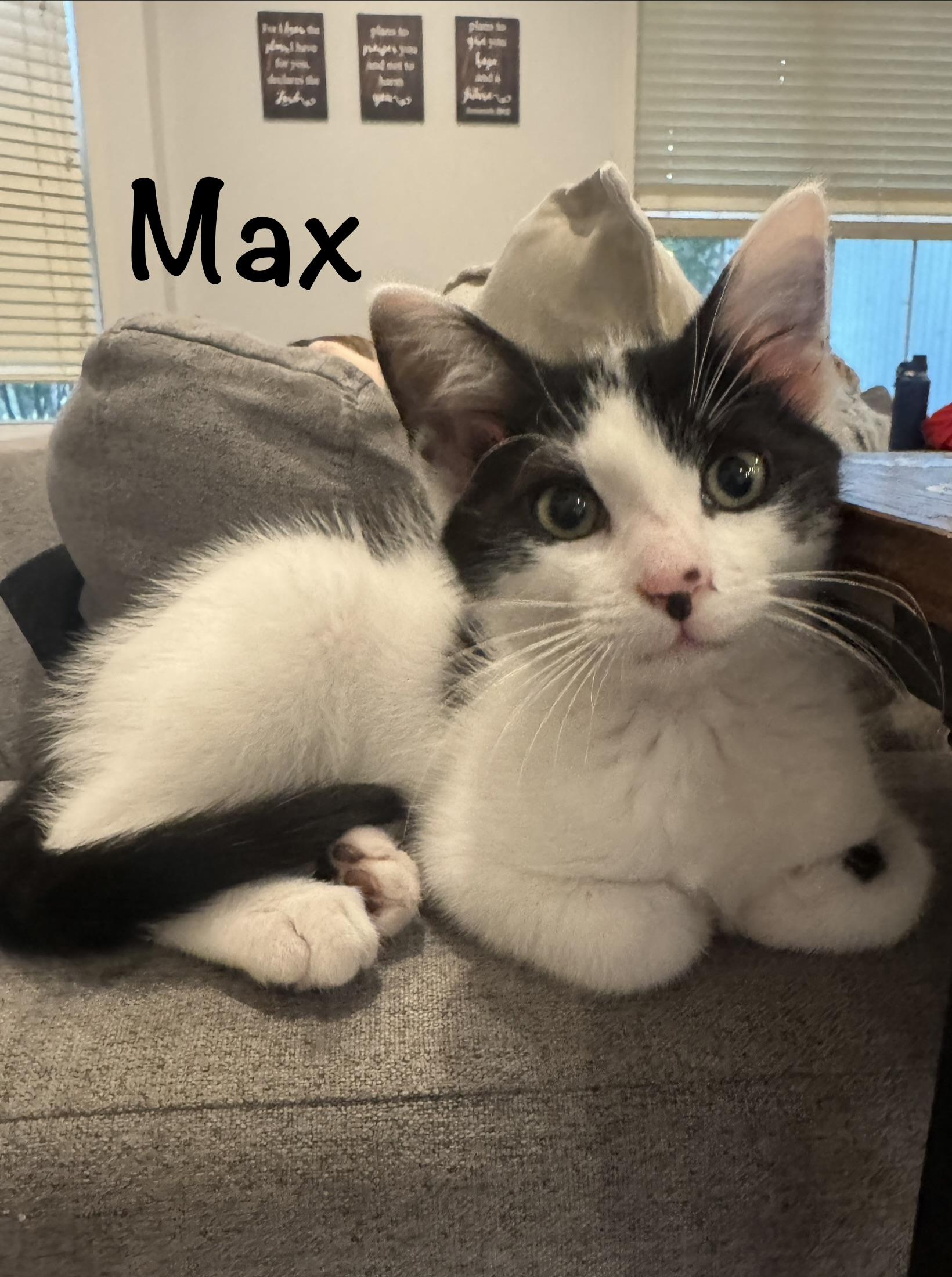 Enlarge Charlie & Max - 3 MONTHS - DOUBLE THE TROUBLE, DOUBLE THE LOVE, a ADOPTABLE American Shorthair in Bristow, VA image 5/5