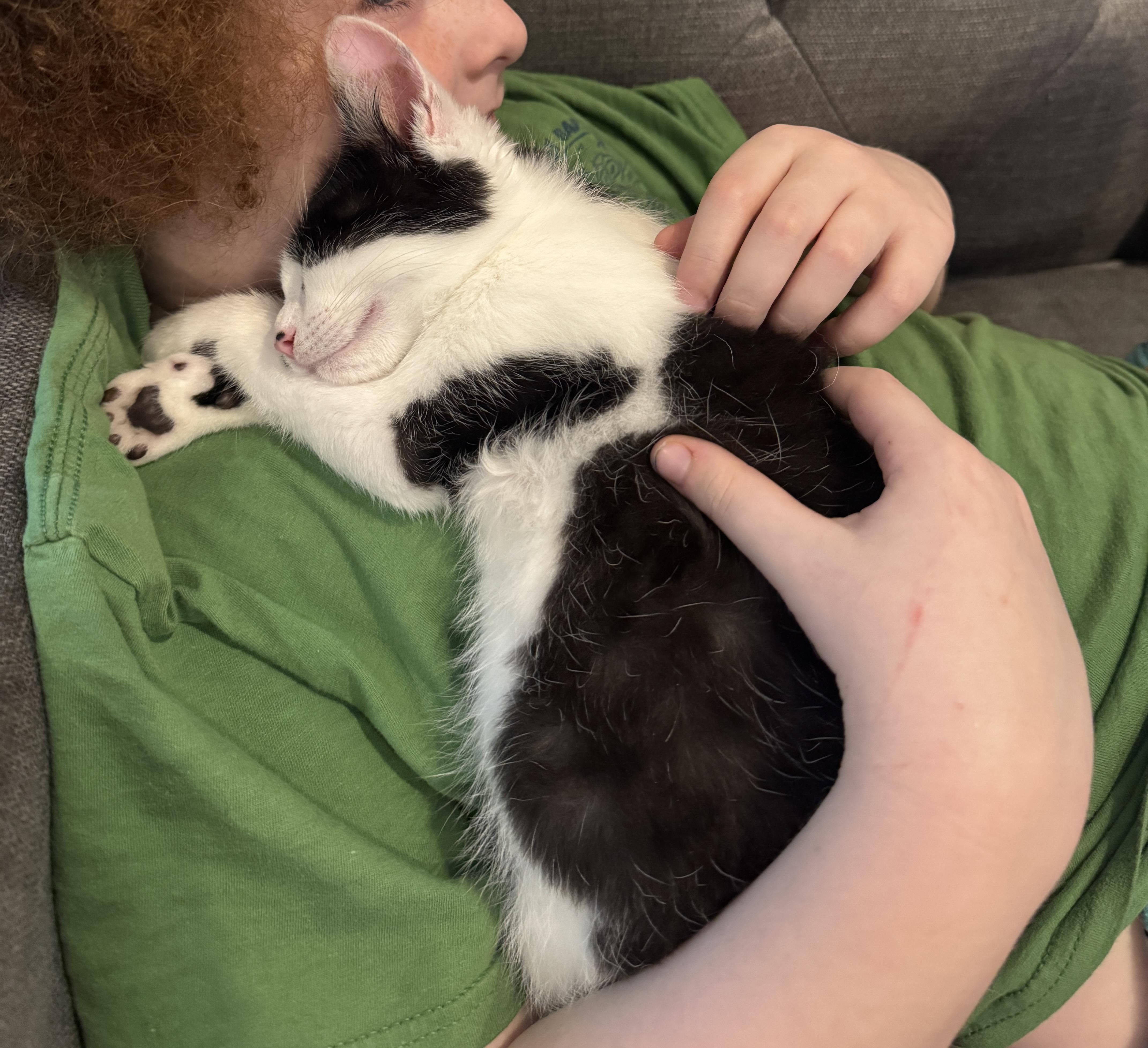 Enlarge Charlie & Max - 3 MONTHS - DOUBLE THE TROUBLE, DOUBLE THE LOVE, a ADOPTABLE American Shorthair in Bristow, VA image 4/5