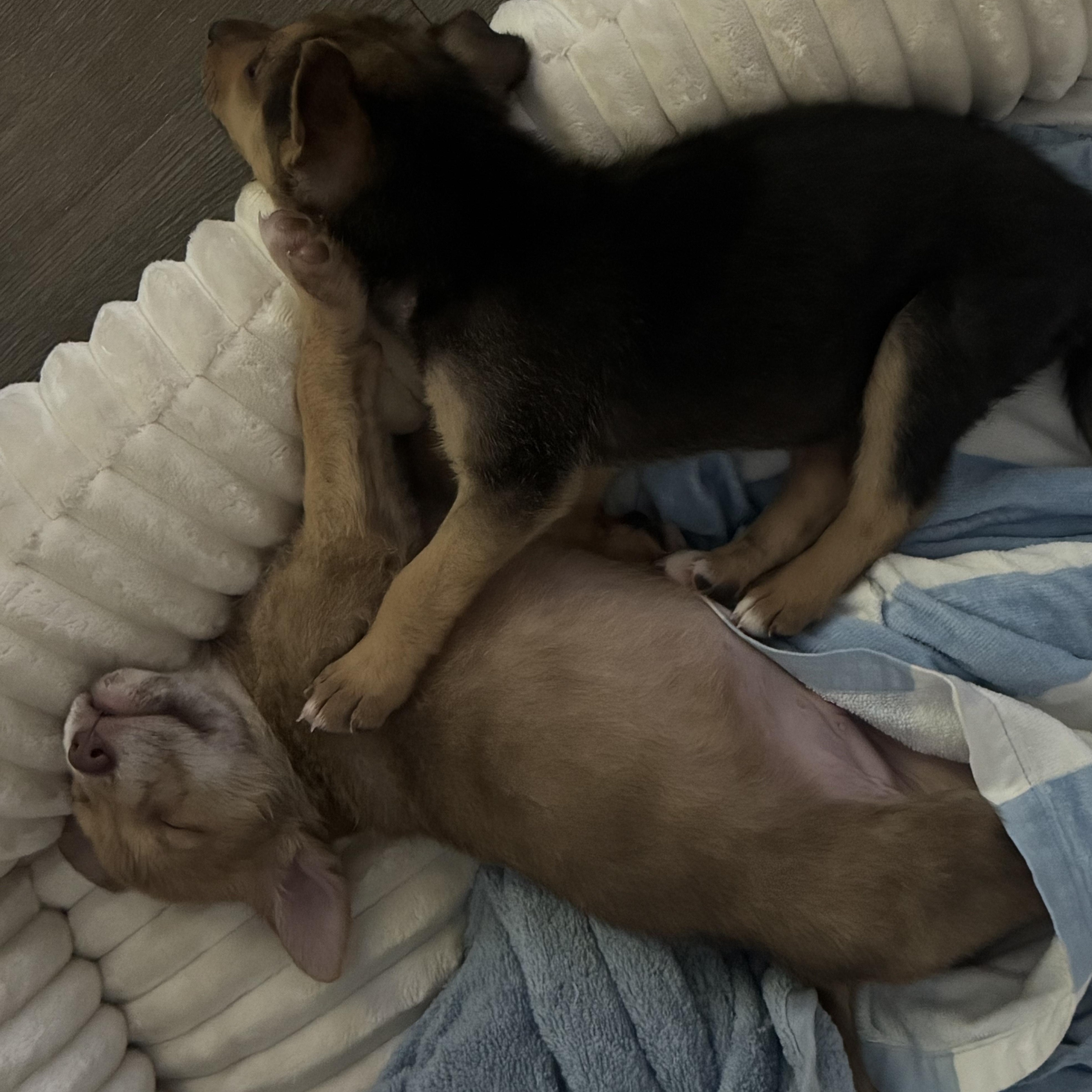 Fern, a Adoptable mixed breed in Los Angeles, CA image 3/4