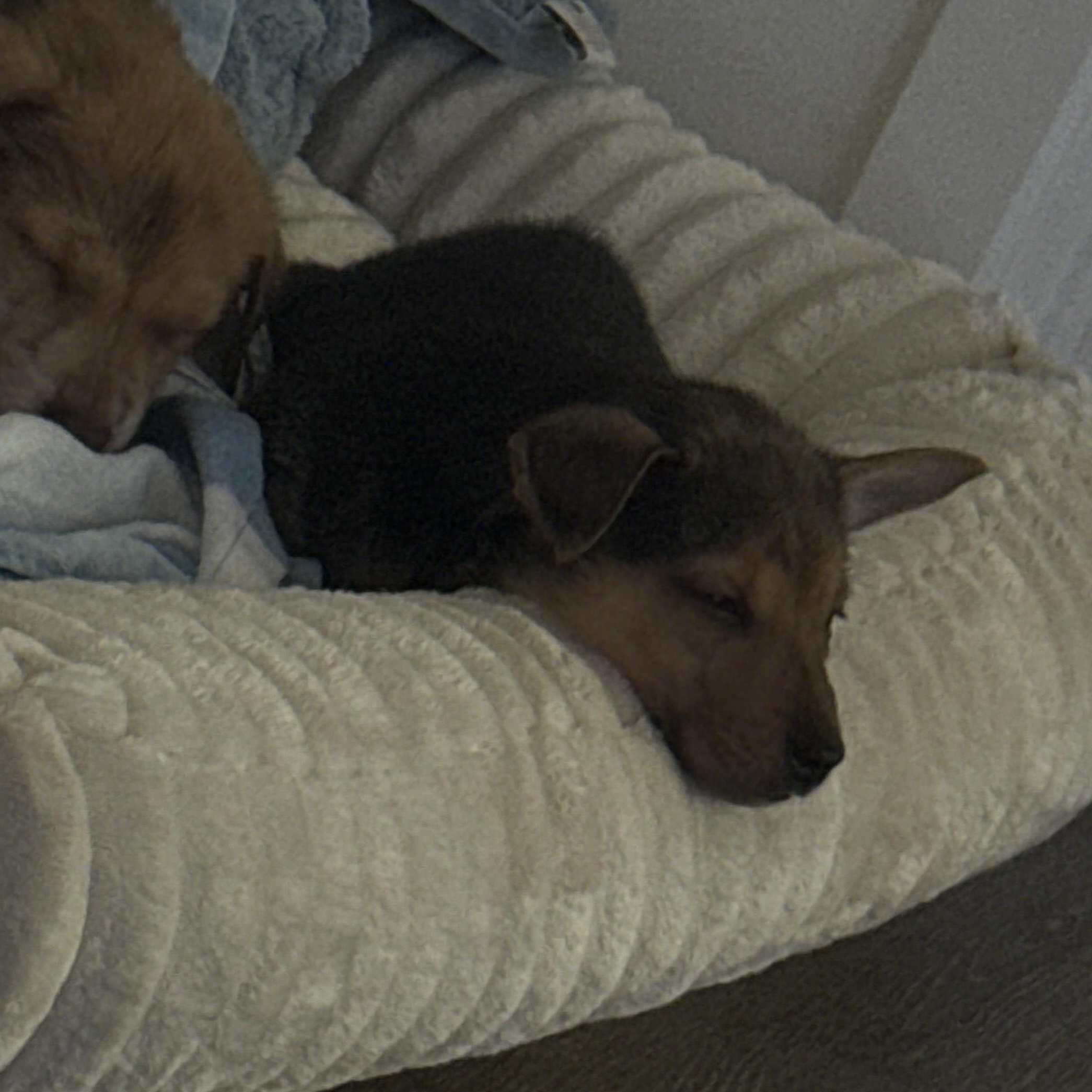 Fern, a Adoptable mixed breed in Los Angeles, CA image 2/4