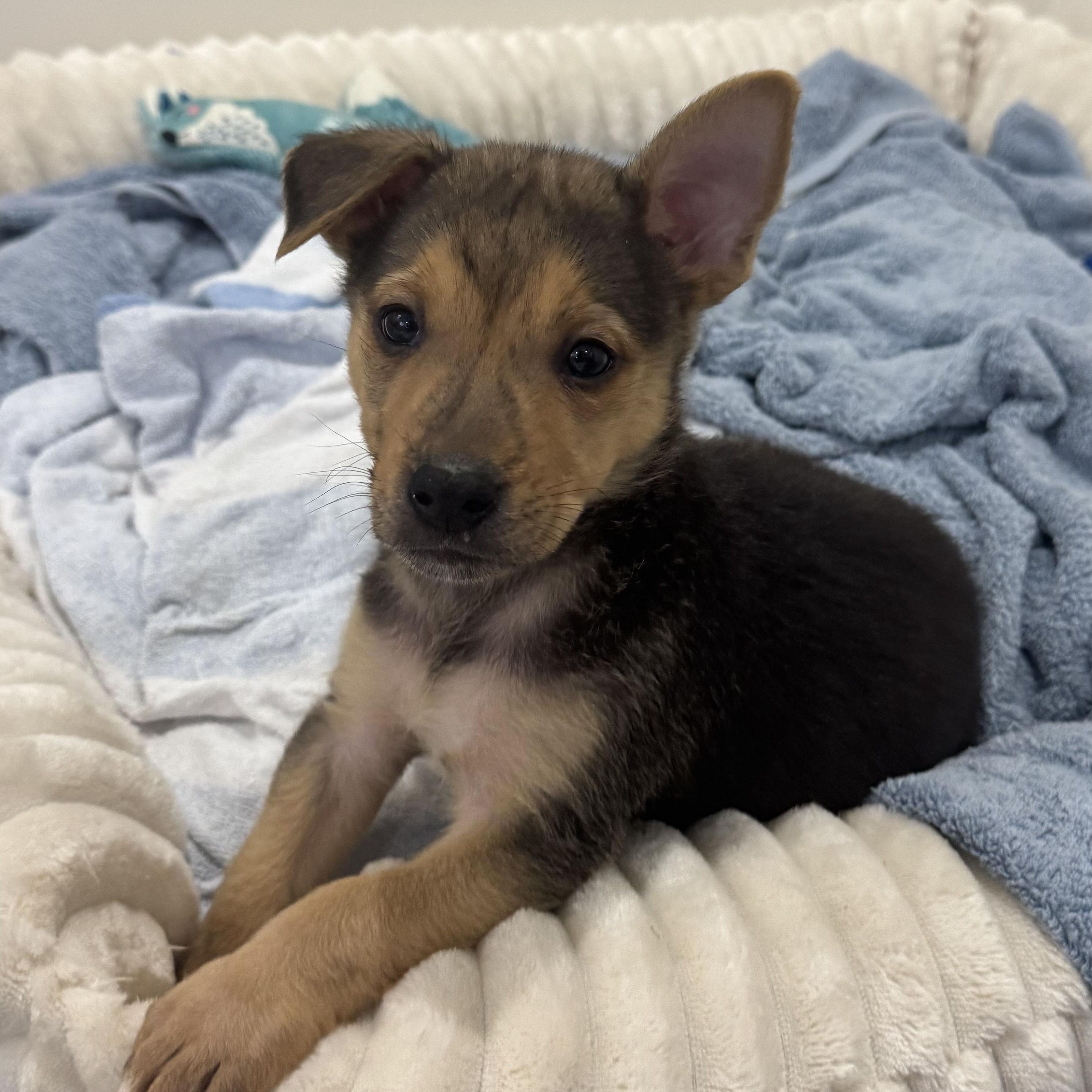 Fern, a Adoptable mixed breed in Los Angeles, CA image 1/4