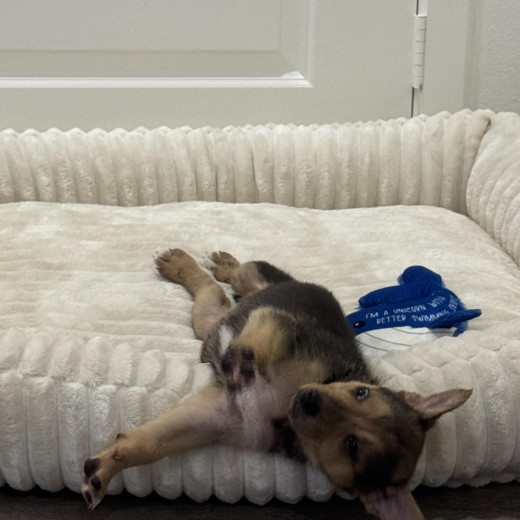 Fern, a Adoptable mixed breed in Los Angeles, CA image 4/4