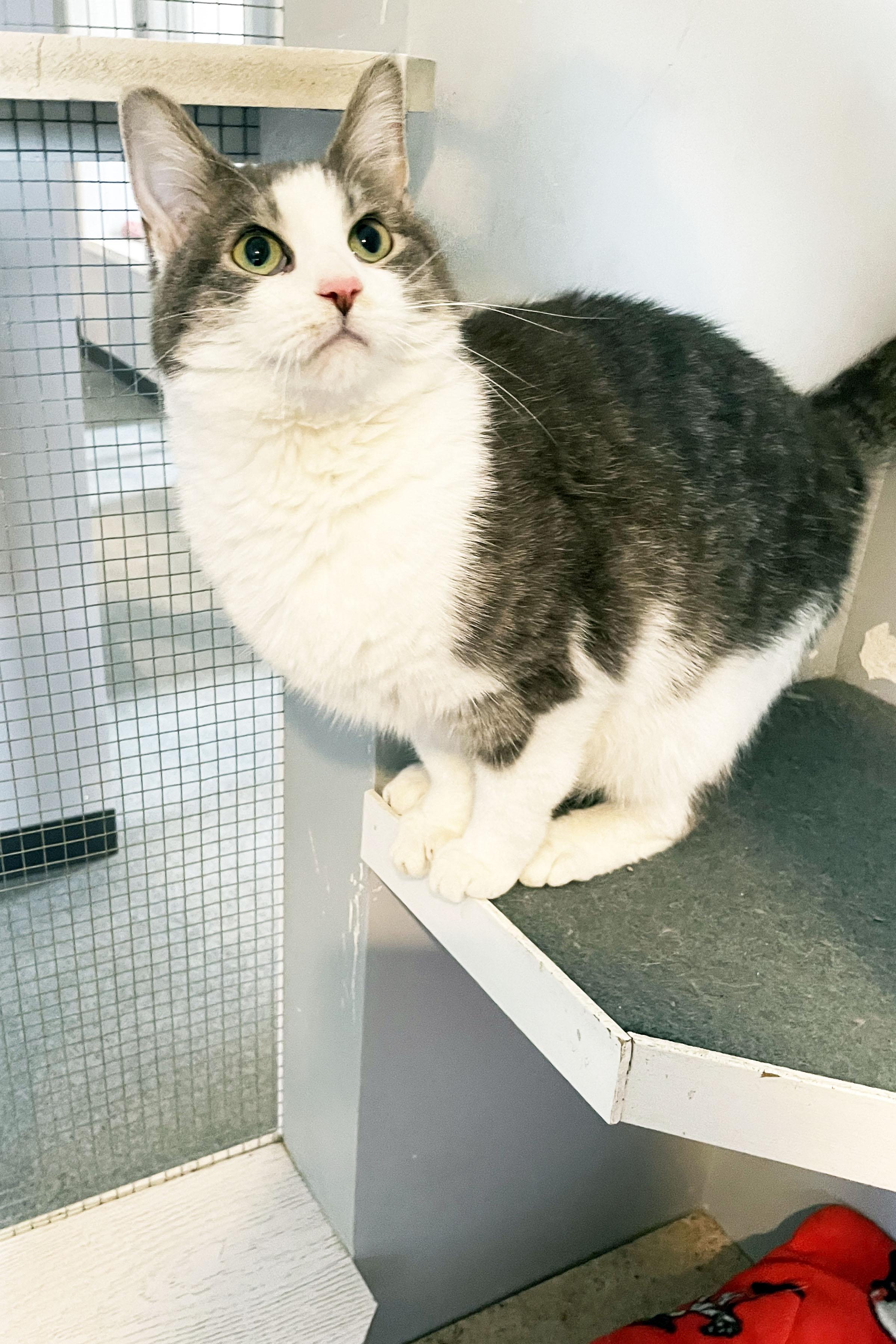 Enlarge Truvy, an adopted Domestic Short Hair in Lincoln, NE image 2/2