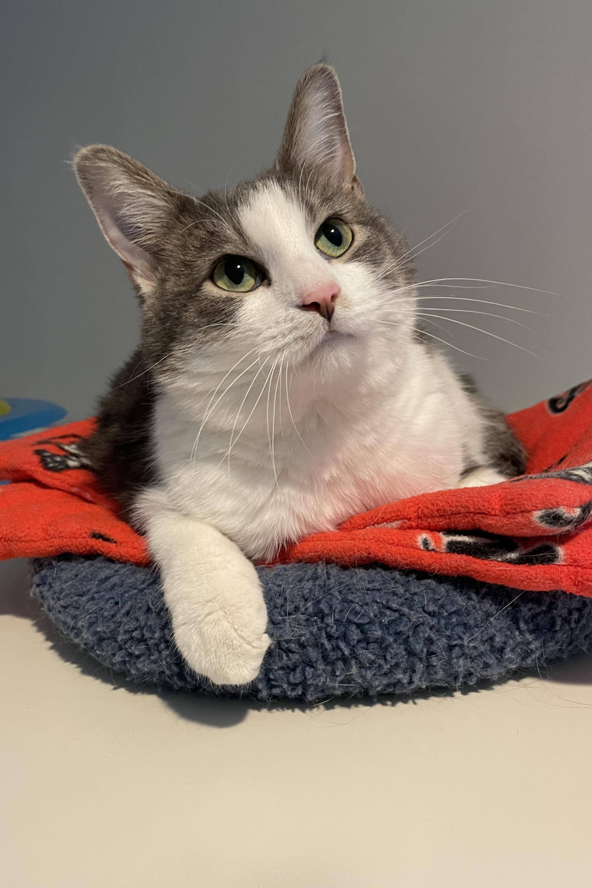 Truvy, adopted, Young Female Domestic Short Hair.