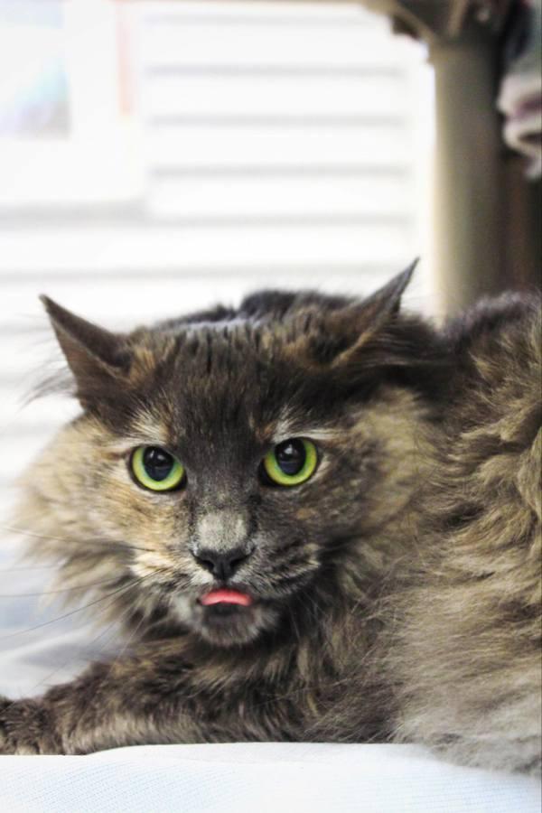 Ricotta, Adoptable, Adult Female Domestic Long Hair.