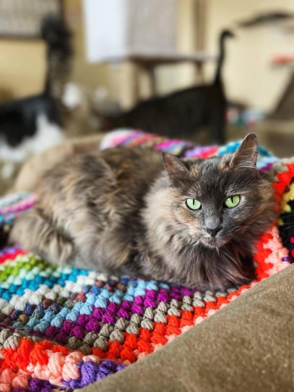 Enlarge Ricotta, a Adoptable mixed breed in Indiana, PA image 2/4